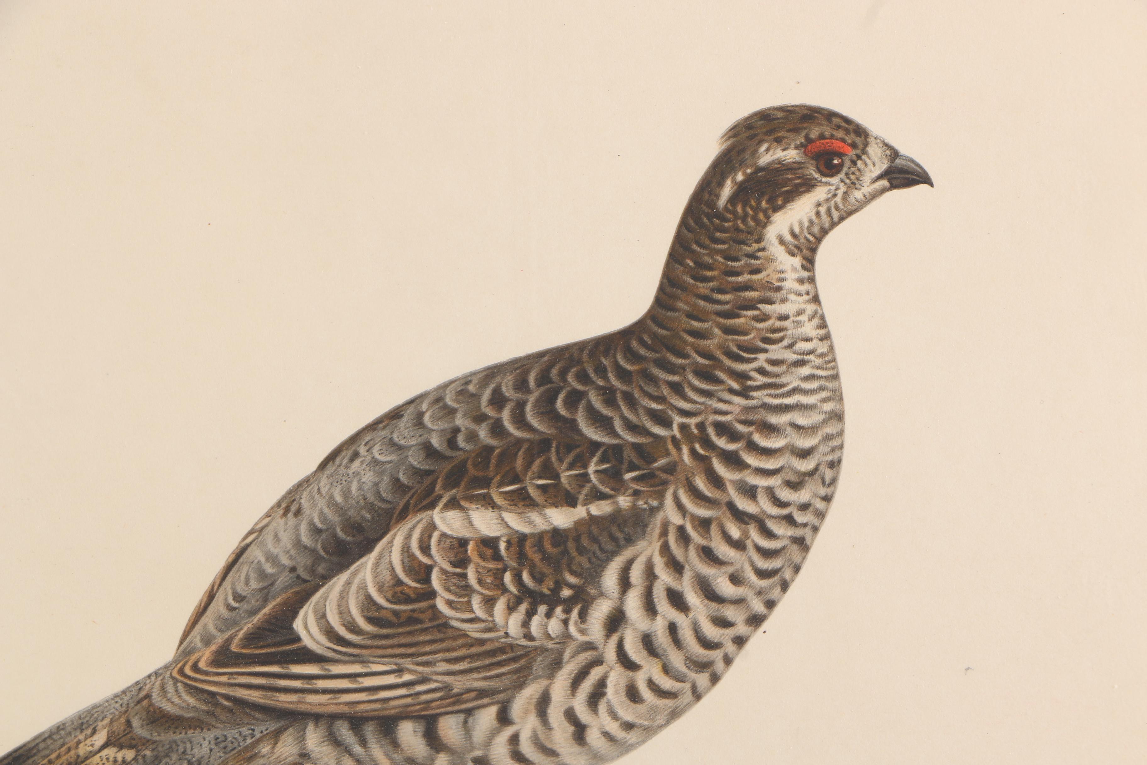 Chromolithographs of Swedish Birds From "Svenska Fåglar"