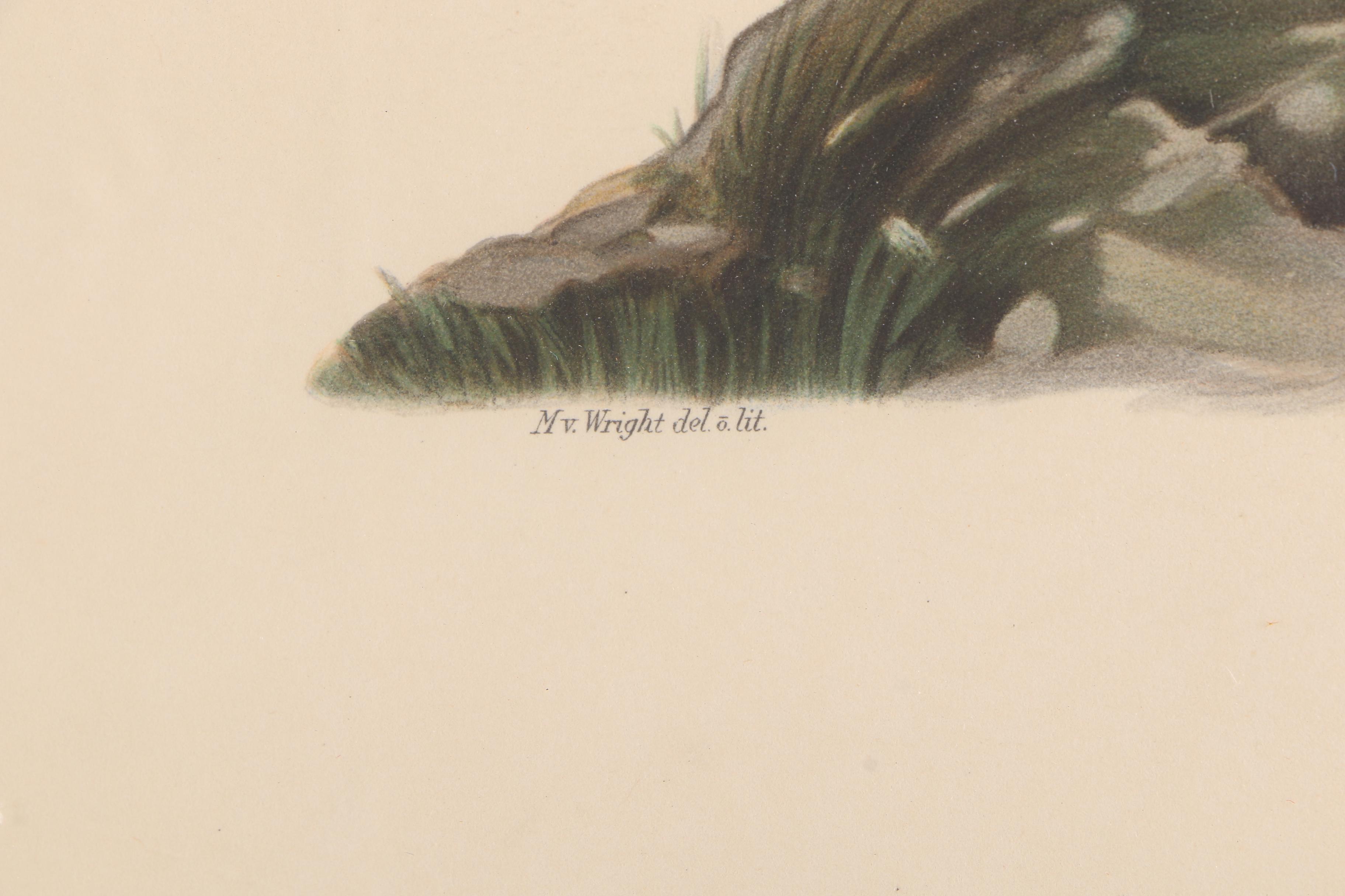 Chromolithographs of Swedish Birds From "Svenska Fåglar"