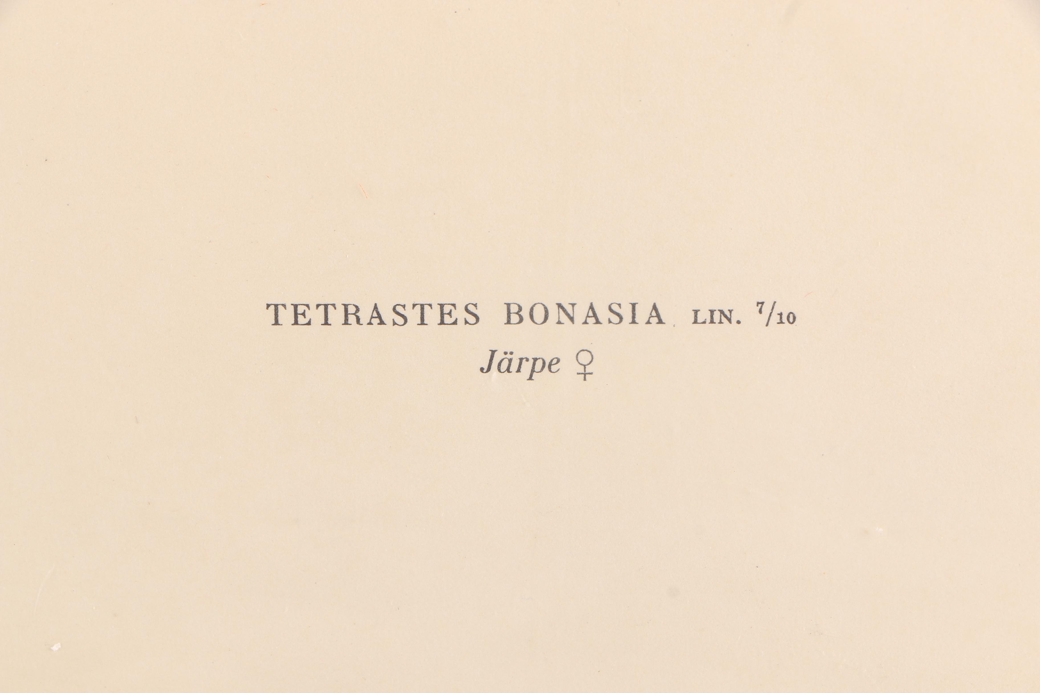 Chromolithographs of Swedish Birds From "Svenska Fåglar"