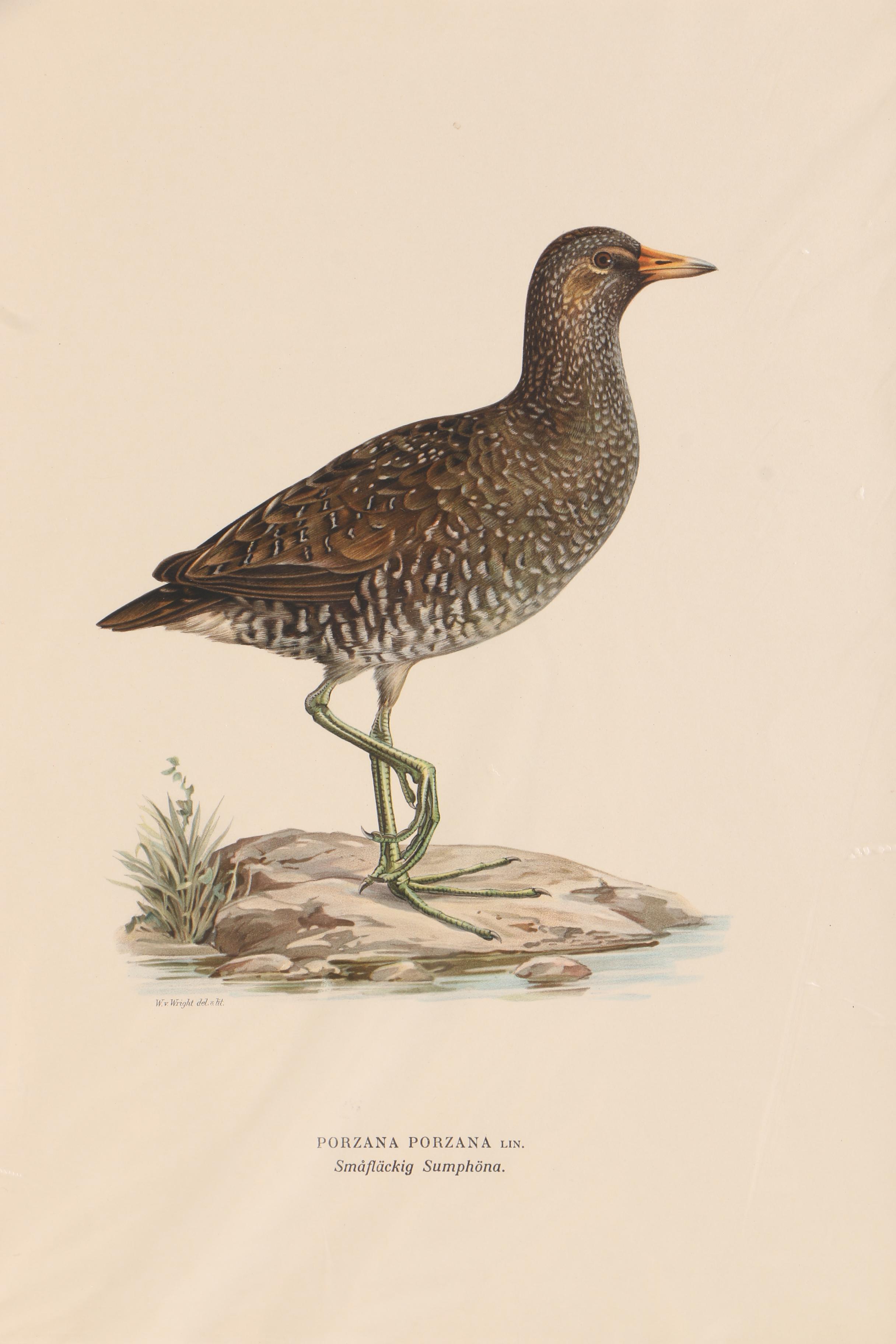 Chromolithographs of Swedish Birds From "Svenska Fåglar"