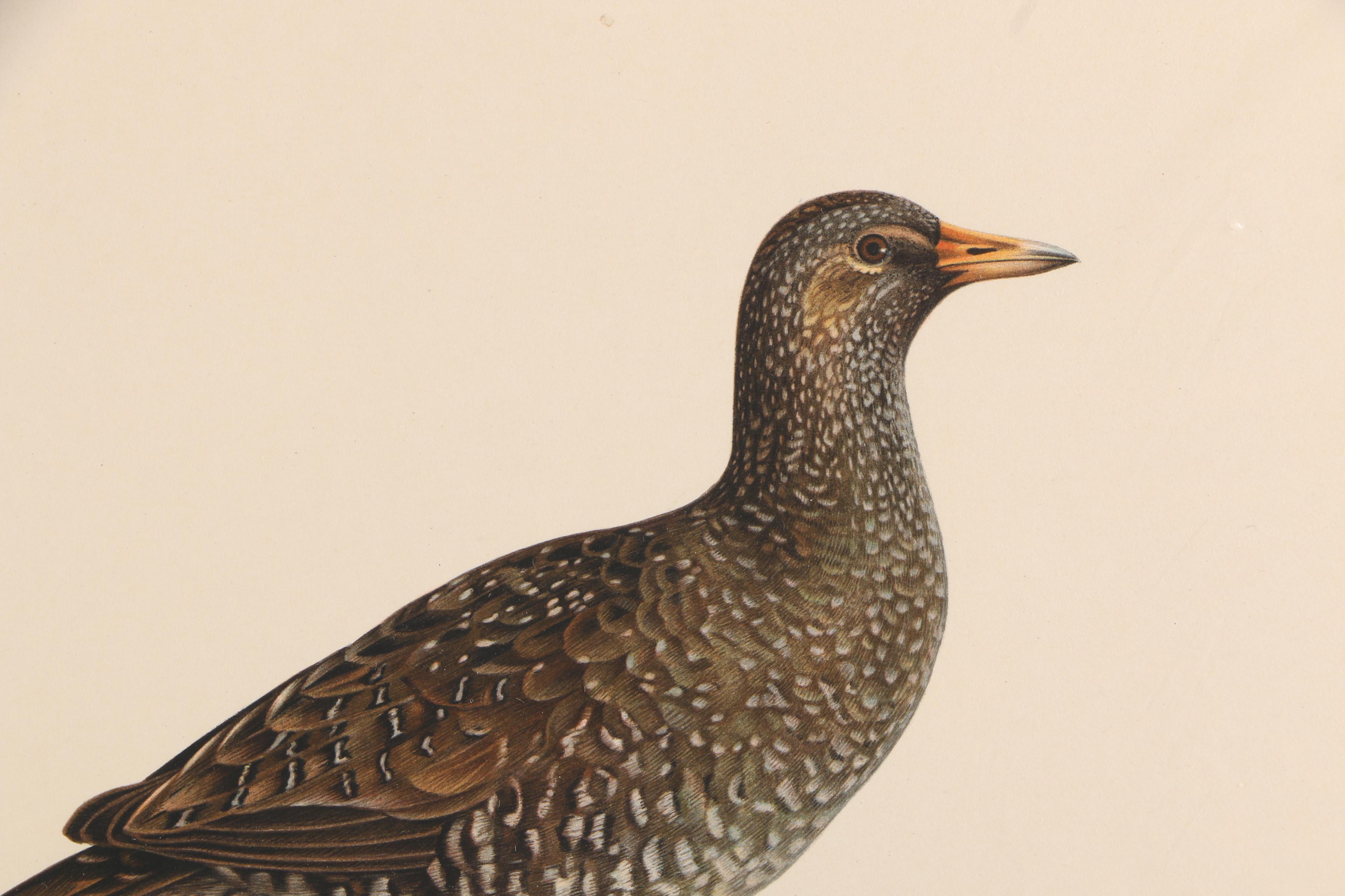 Chromolithographs of Swedish Birds From "Svenska Fåglar"