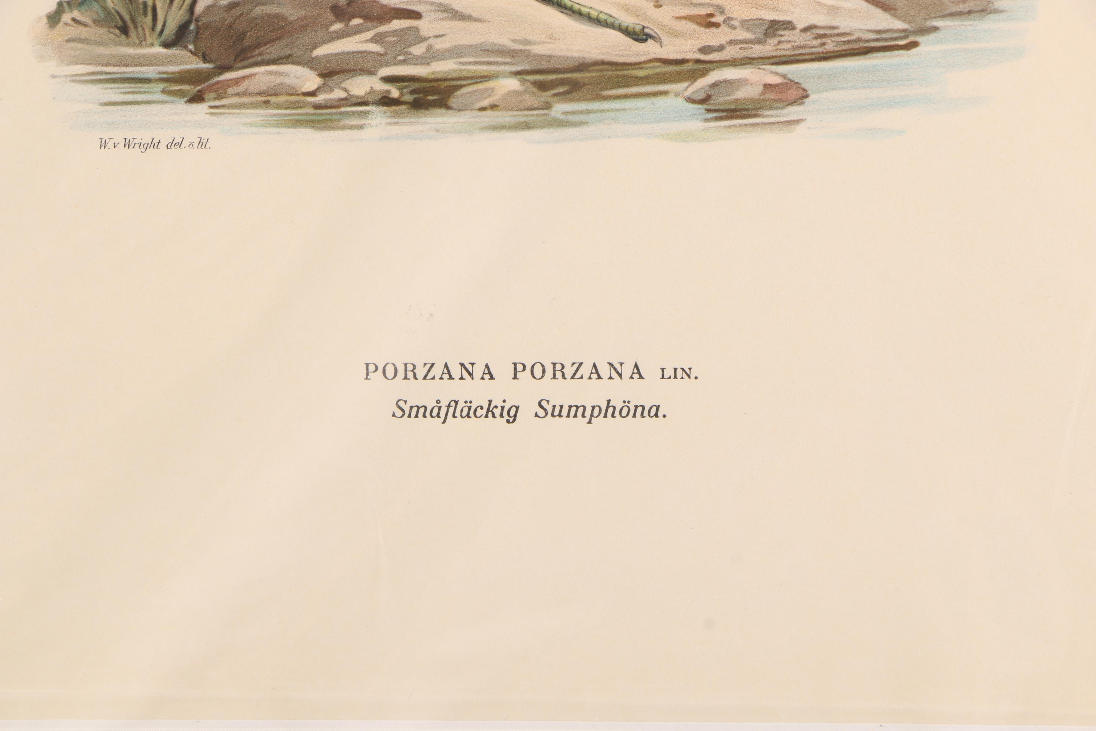 Chromolithographs of Swedish Birds From "Svenska Fåglar"