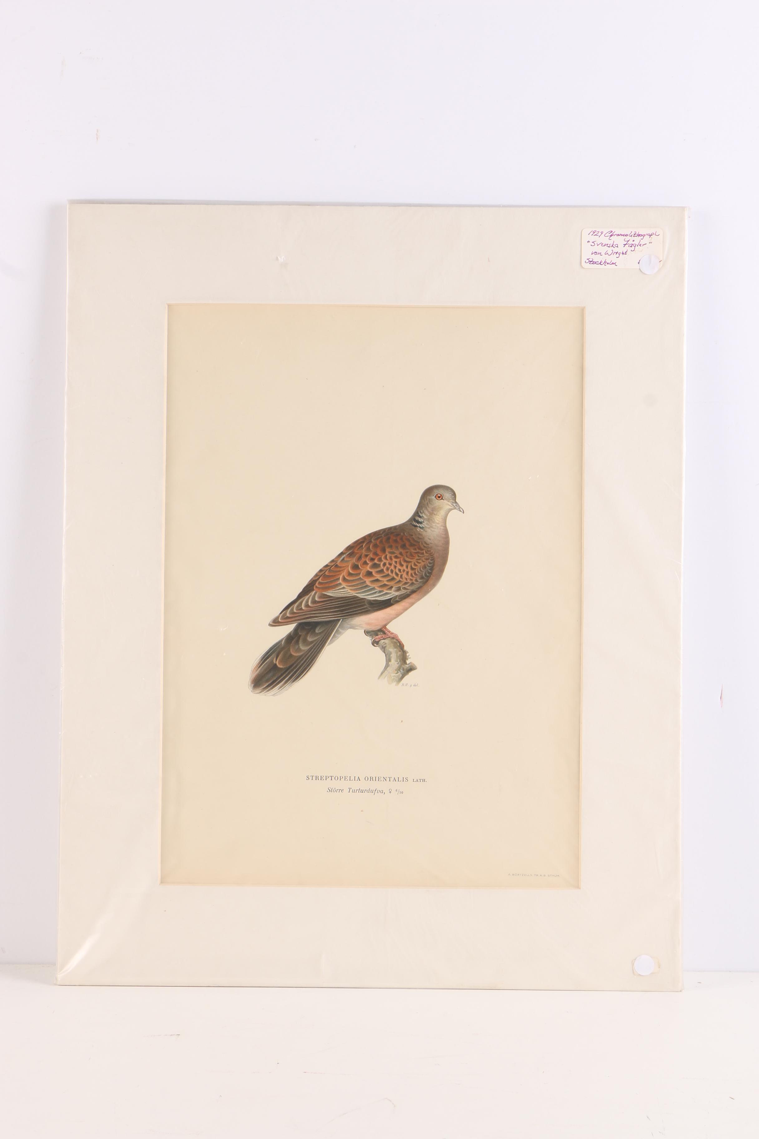 Chromolithographs of Swedish Birds From "Svenska Fåglar"