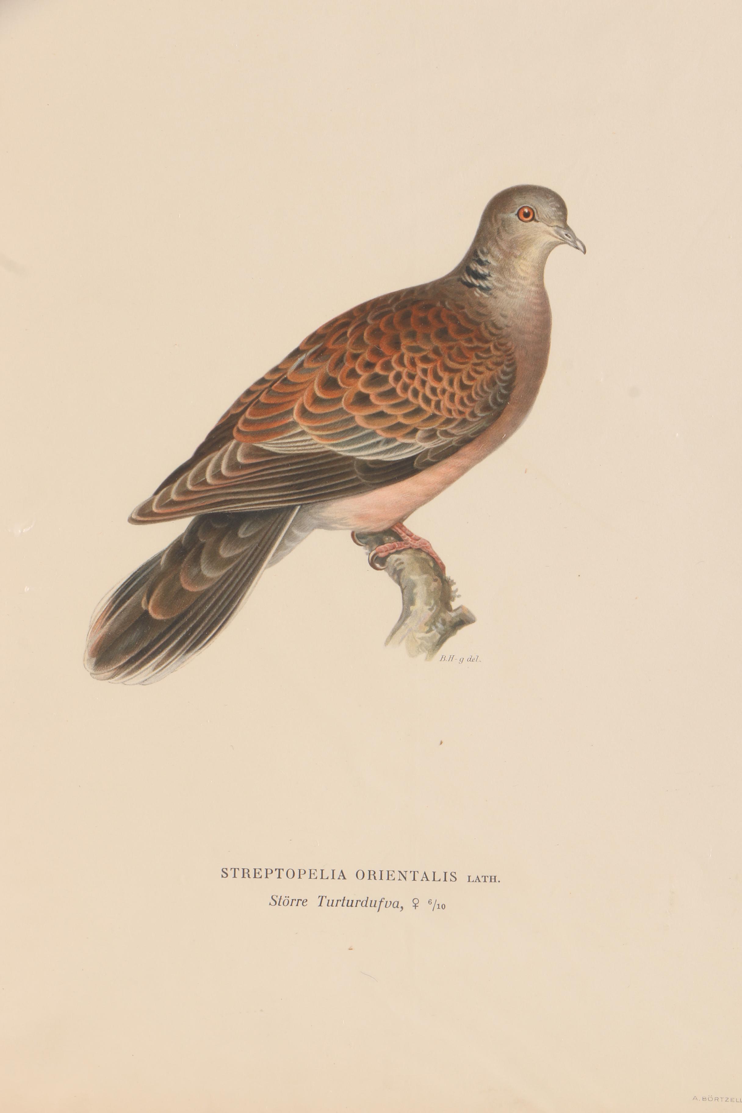 Chromolithographs of Swedish Birds From "Svenska Fåglar"