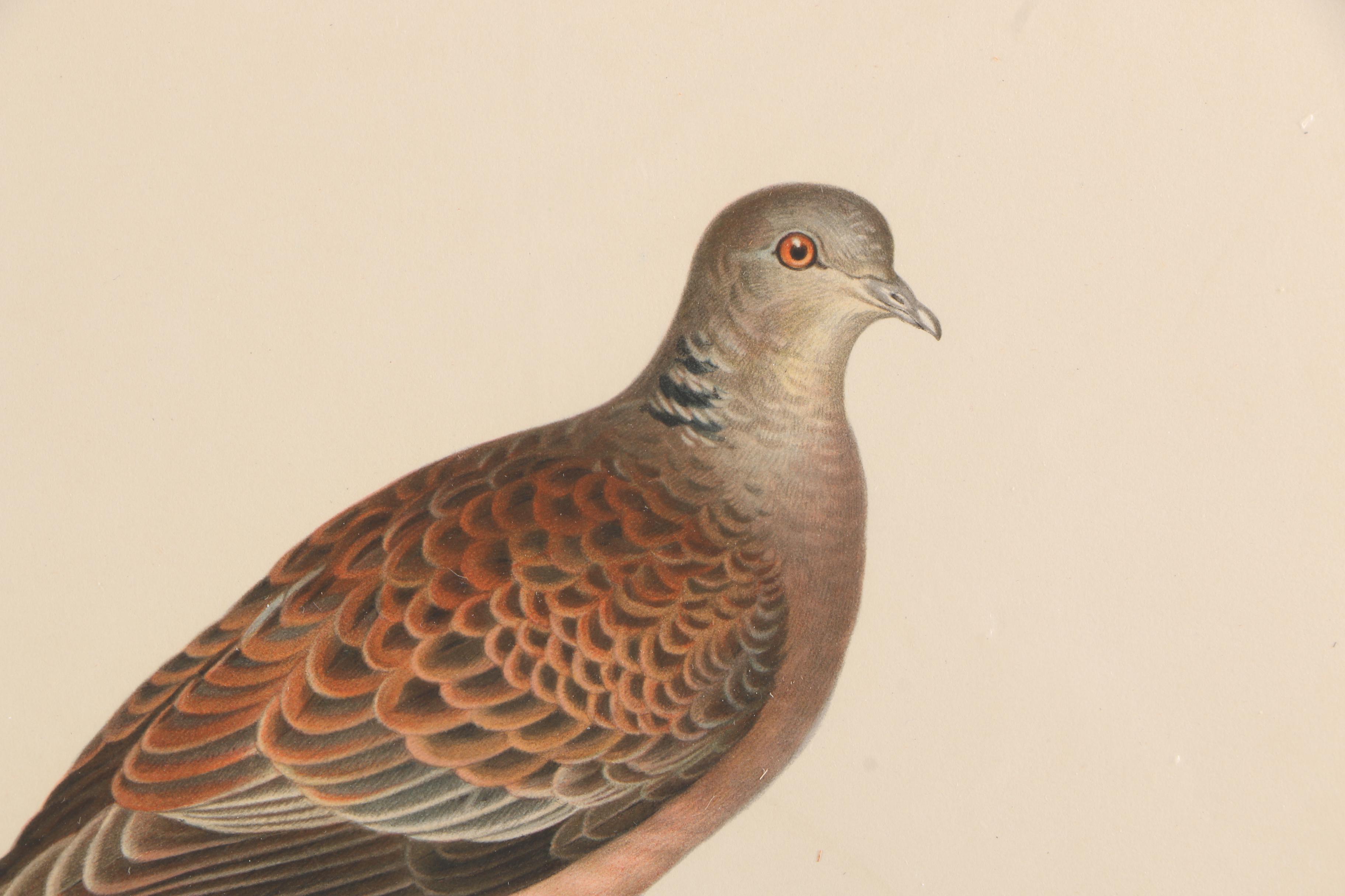 Chromolithographs of Swedish Birds From "Svenska Fåglar"