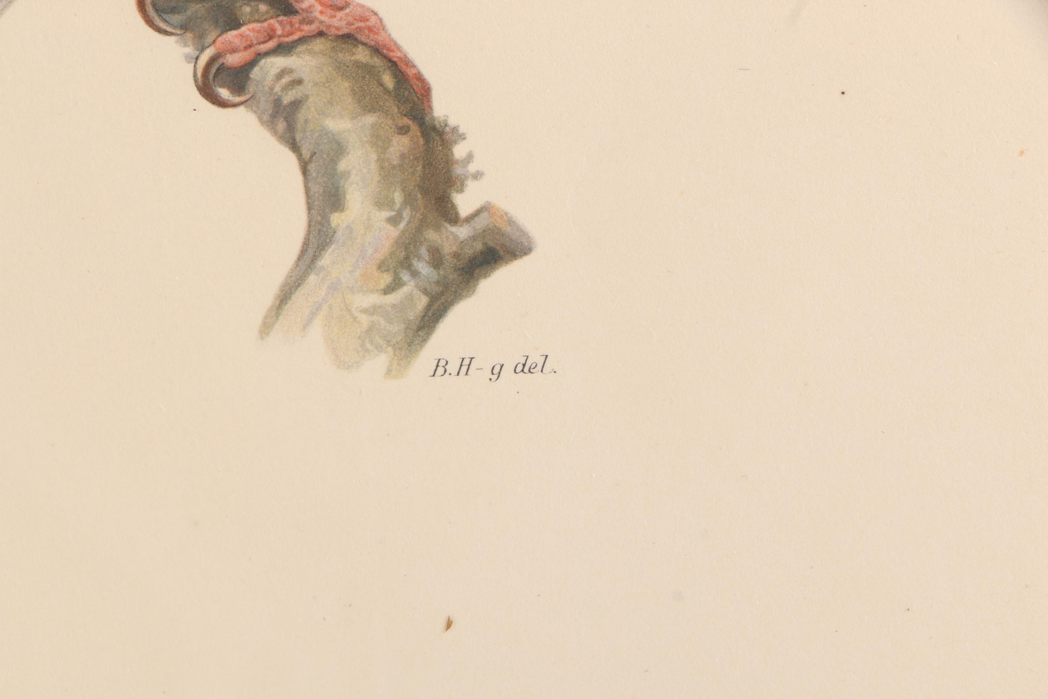 Chromolithographs of Swedish Birds From "Svenska Fåglar"