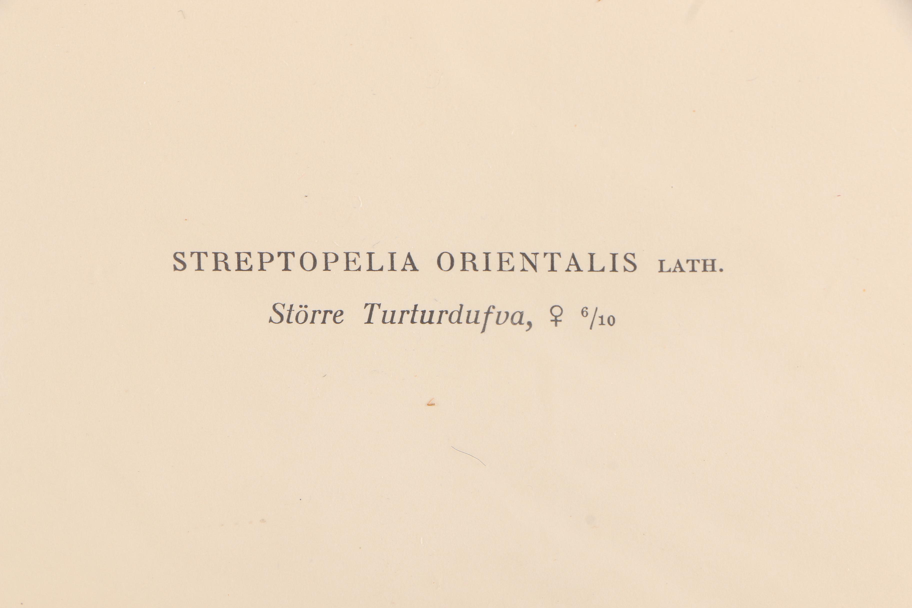 Chromolithographs of Swedish Birds From "Svenska Fåglar"