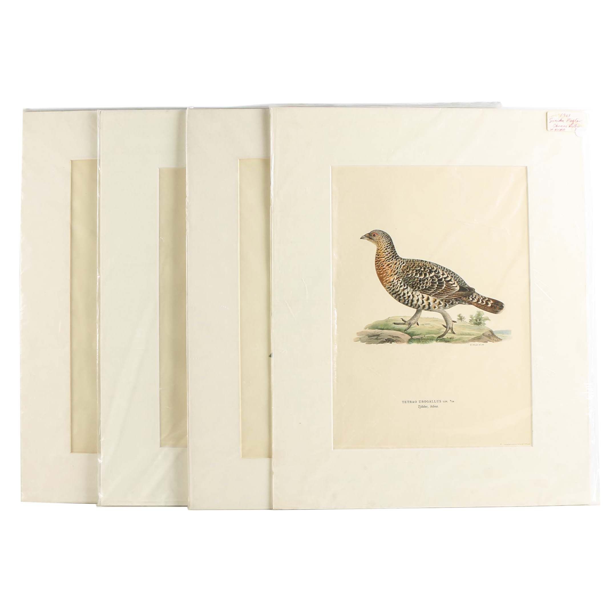 Chromolithographs of Swedish Birds From "Svenska Fåglar"