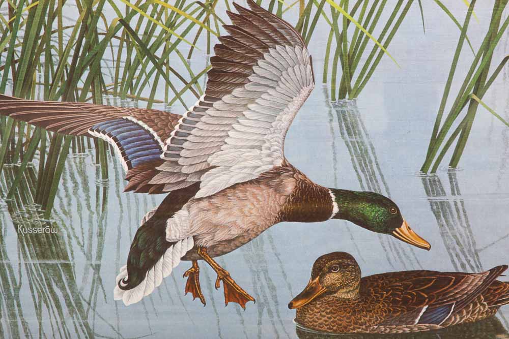Robert Kusserow Offset Lithograph of Ducks