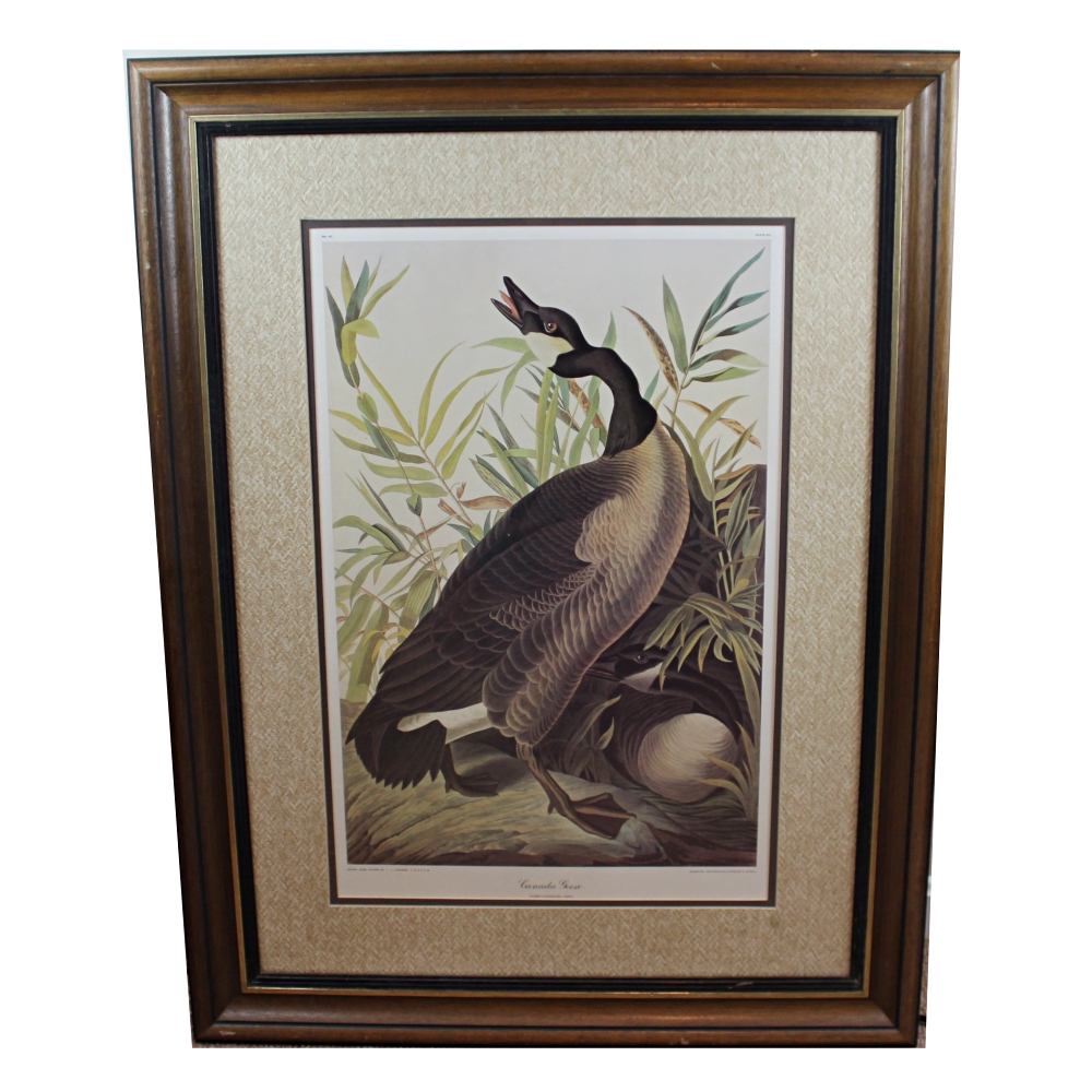 Offset Lithograph After Audubon's "Canada Goose"