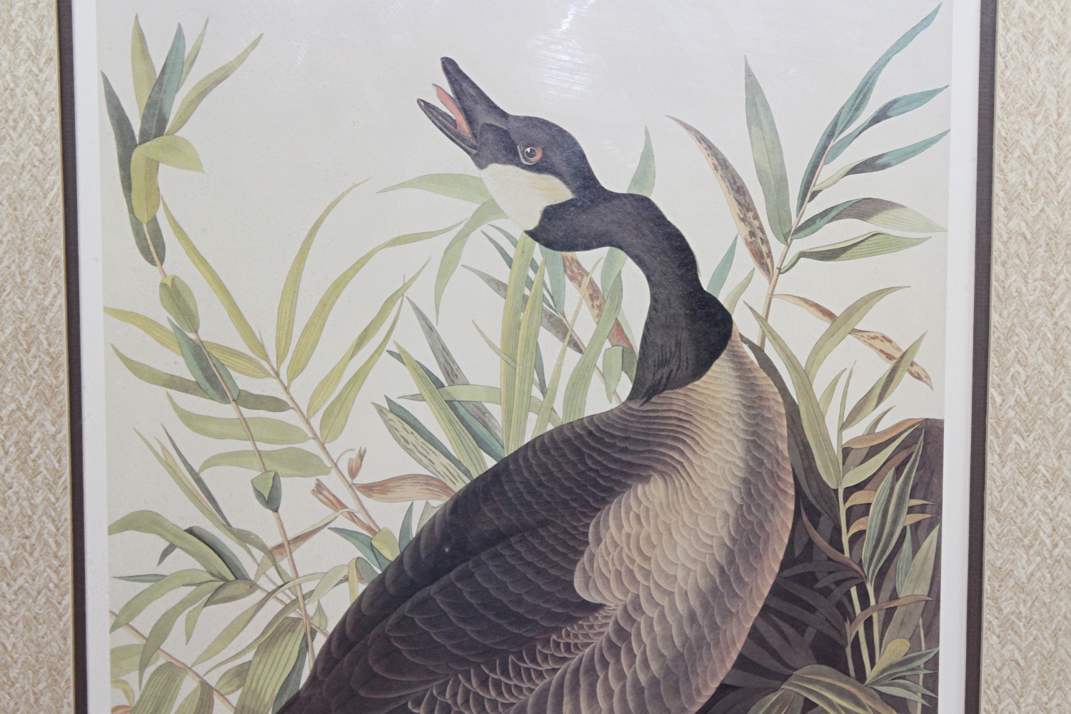 Offset Lithograph After Audubon's "Canada Goose"