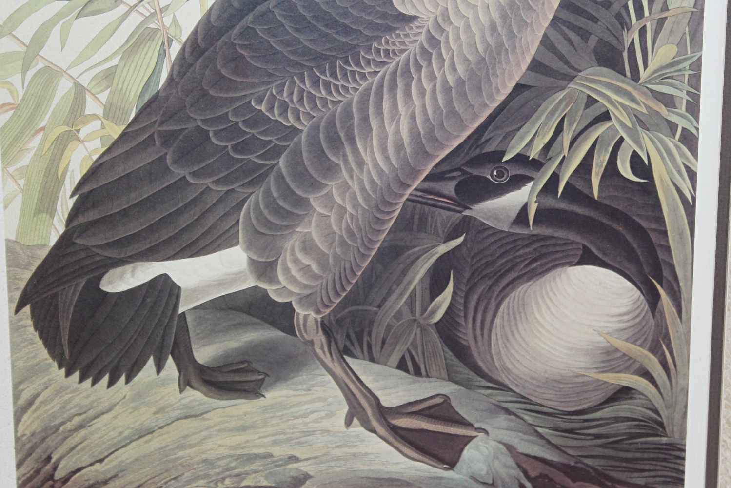 Offset Lithograph After Audubon's "Canada Goose"