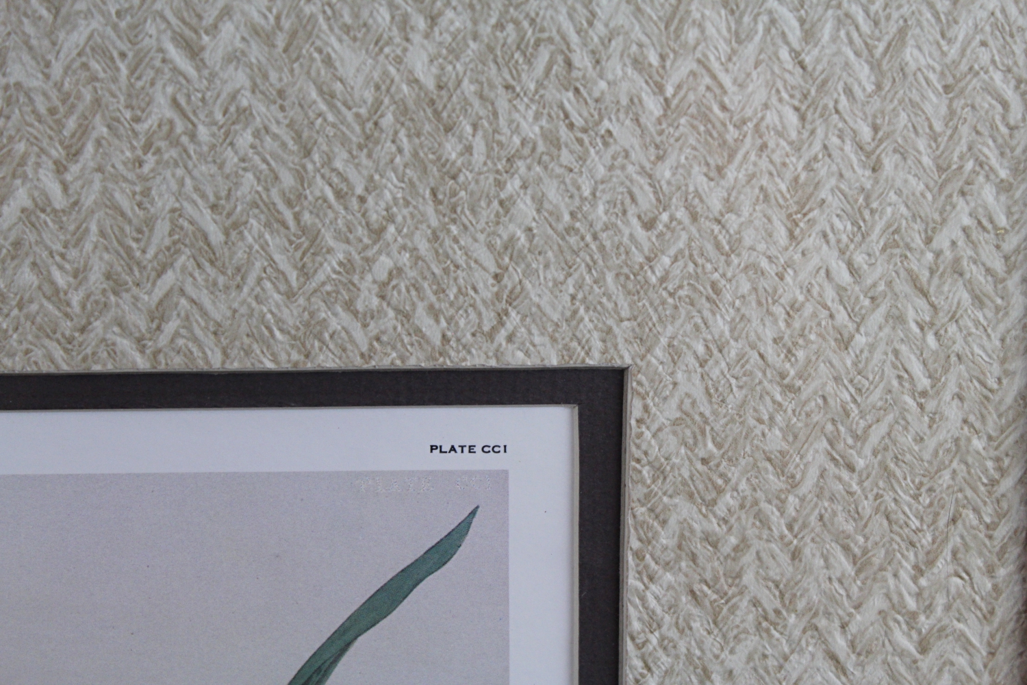 Offset Lithograph After Audubon's "Canada Goose"