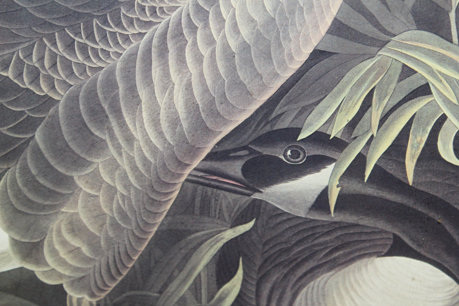 Offset Lithograph After Audubon's "Canada Goose"