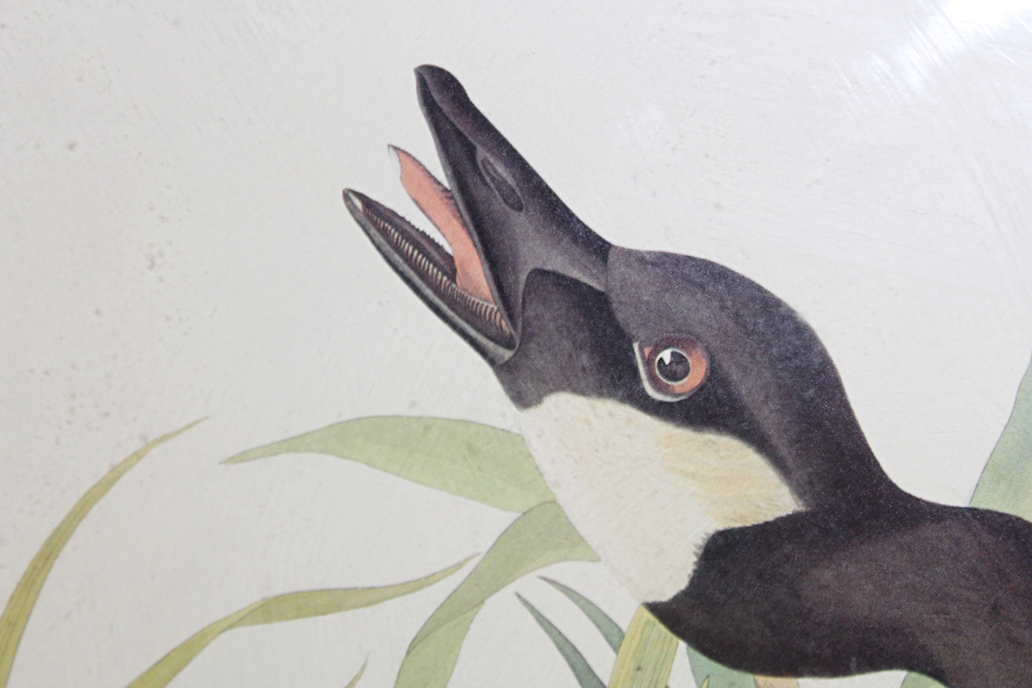 Offset Lithograph After Audubon's "Canada Goose"