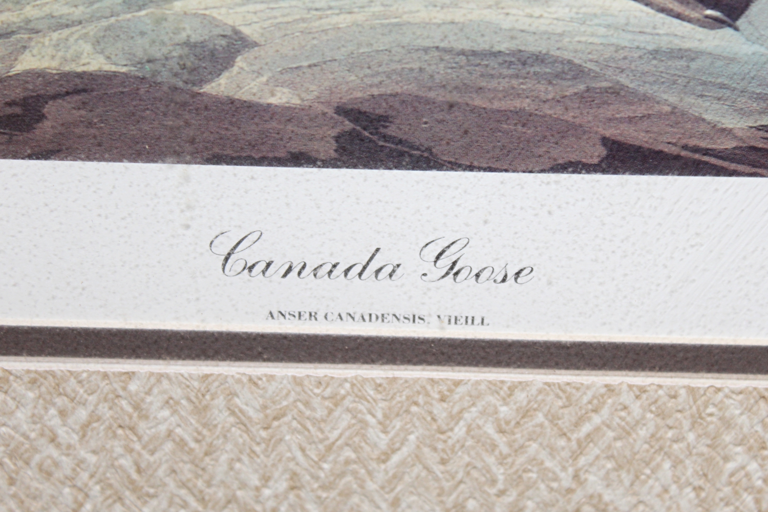 Offset Lithograph After Audubon's "Canada Goose"