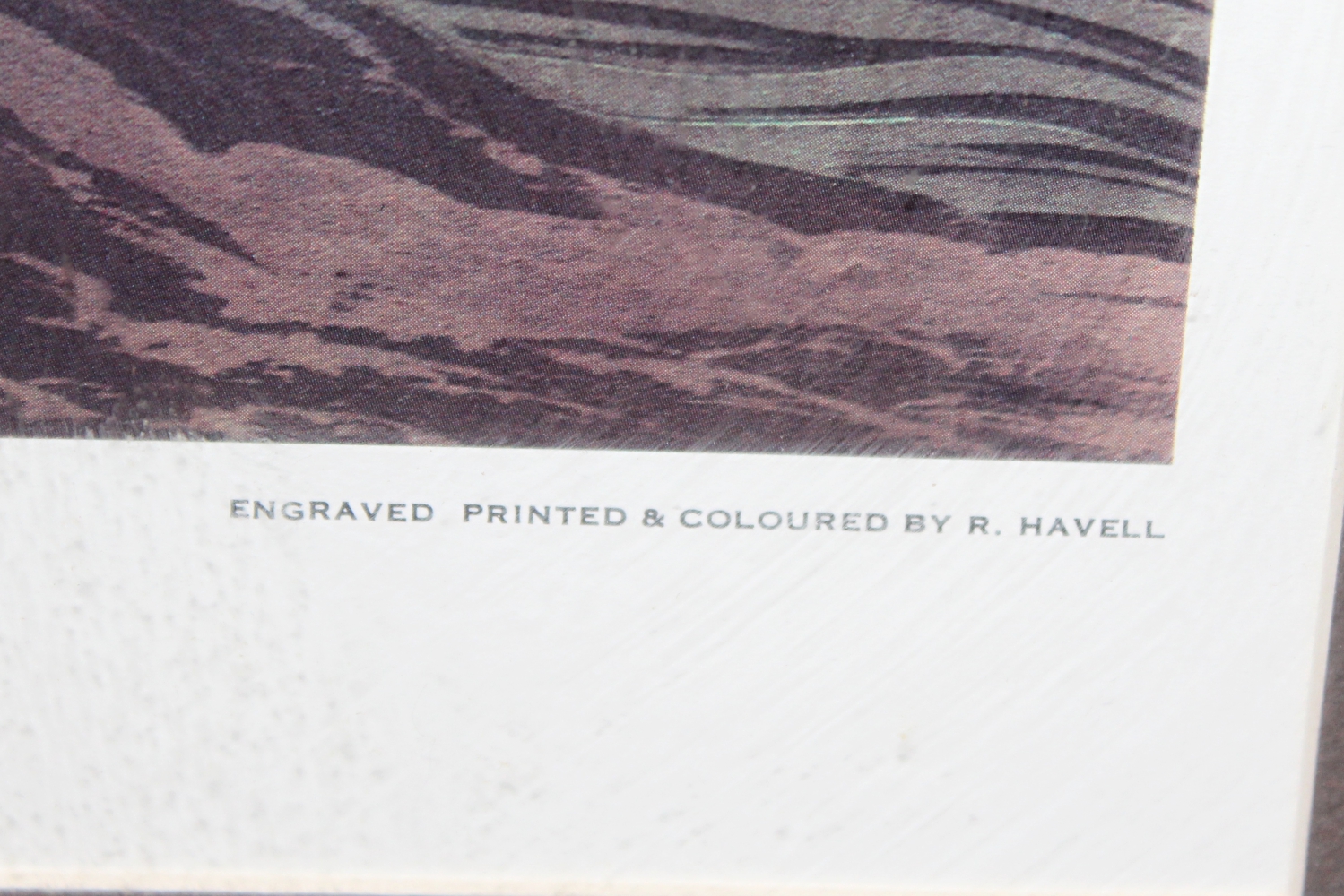 Offset Lithograph After Audubon's "Canada Goose"