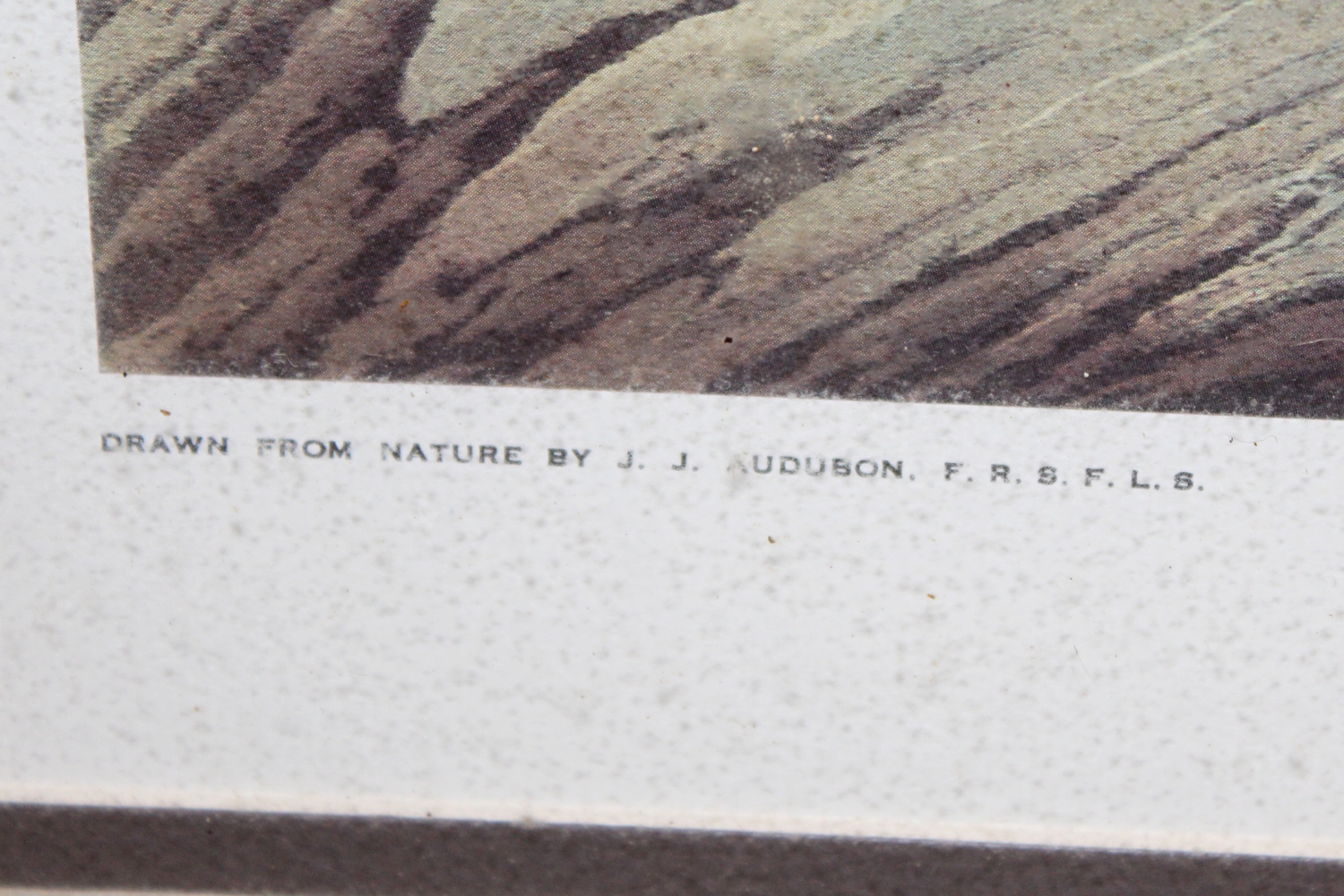 Offset Lithograph After Audubon's "Canada Goose"