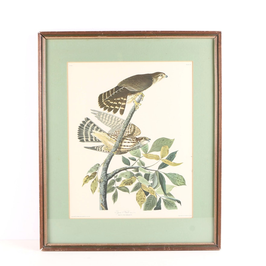 Offset Lithograph on Paper After John James Audubon "Pigeon Hawk"