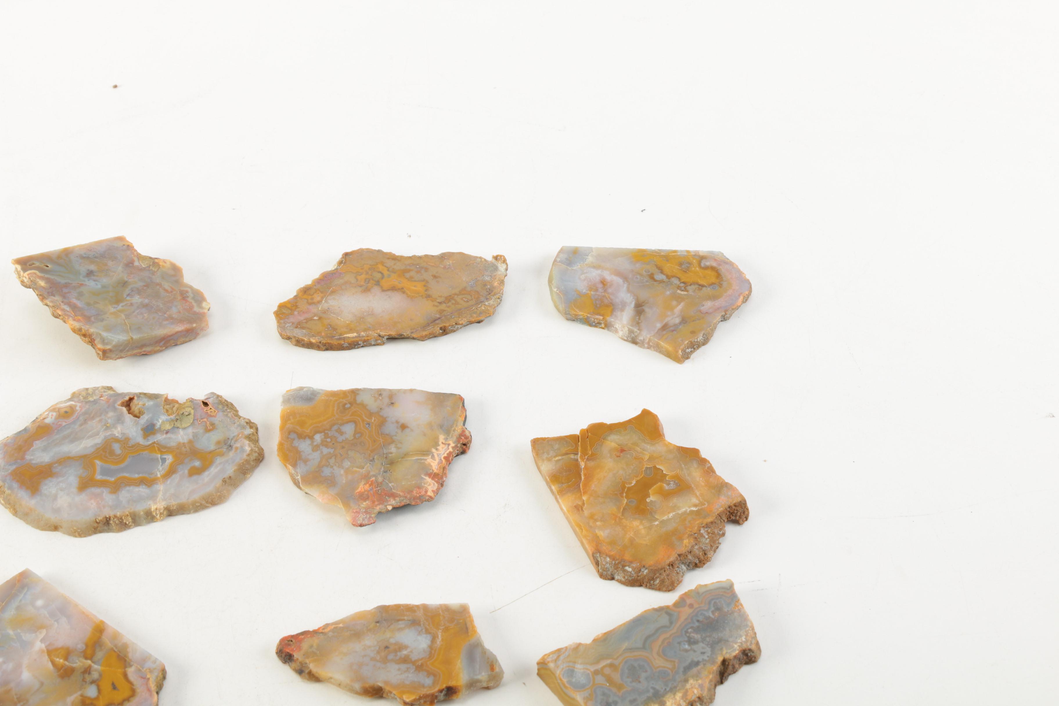 Kentucky Agate and Chert Slabs