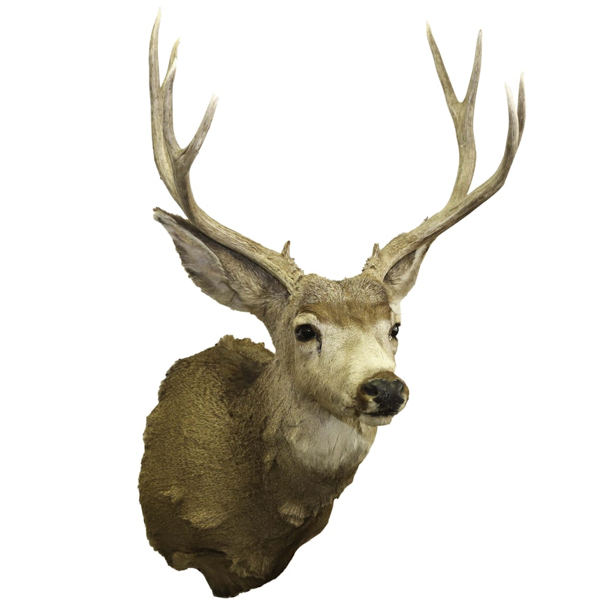 10-Point Deer Mount