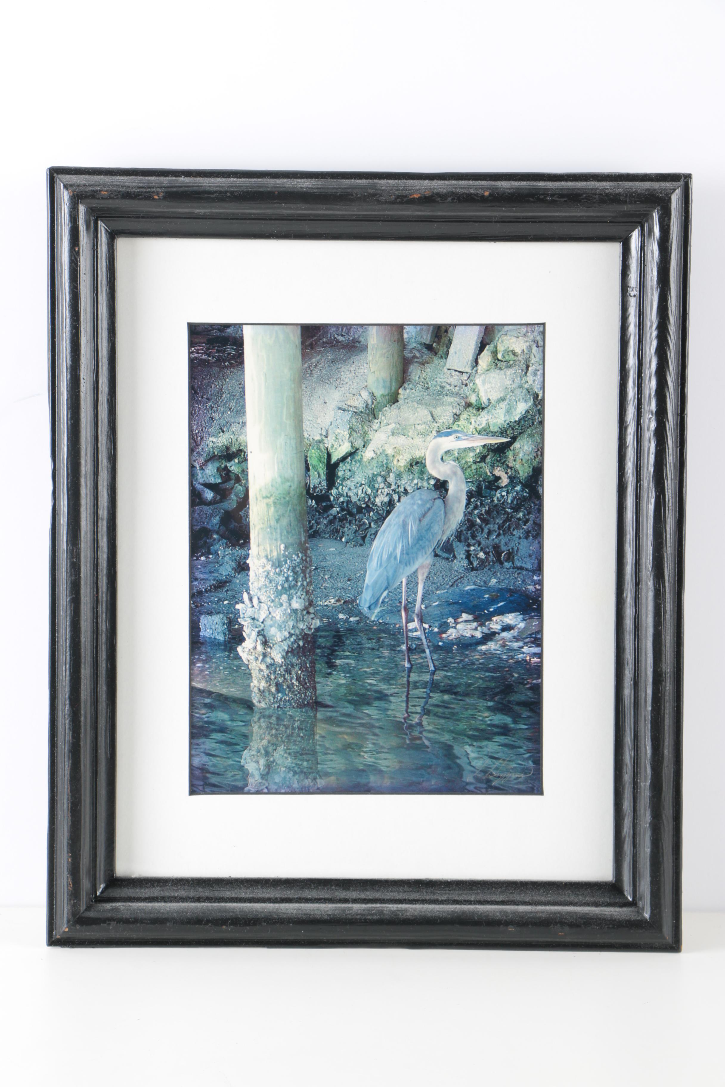 Photographs of Birds