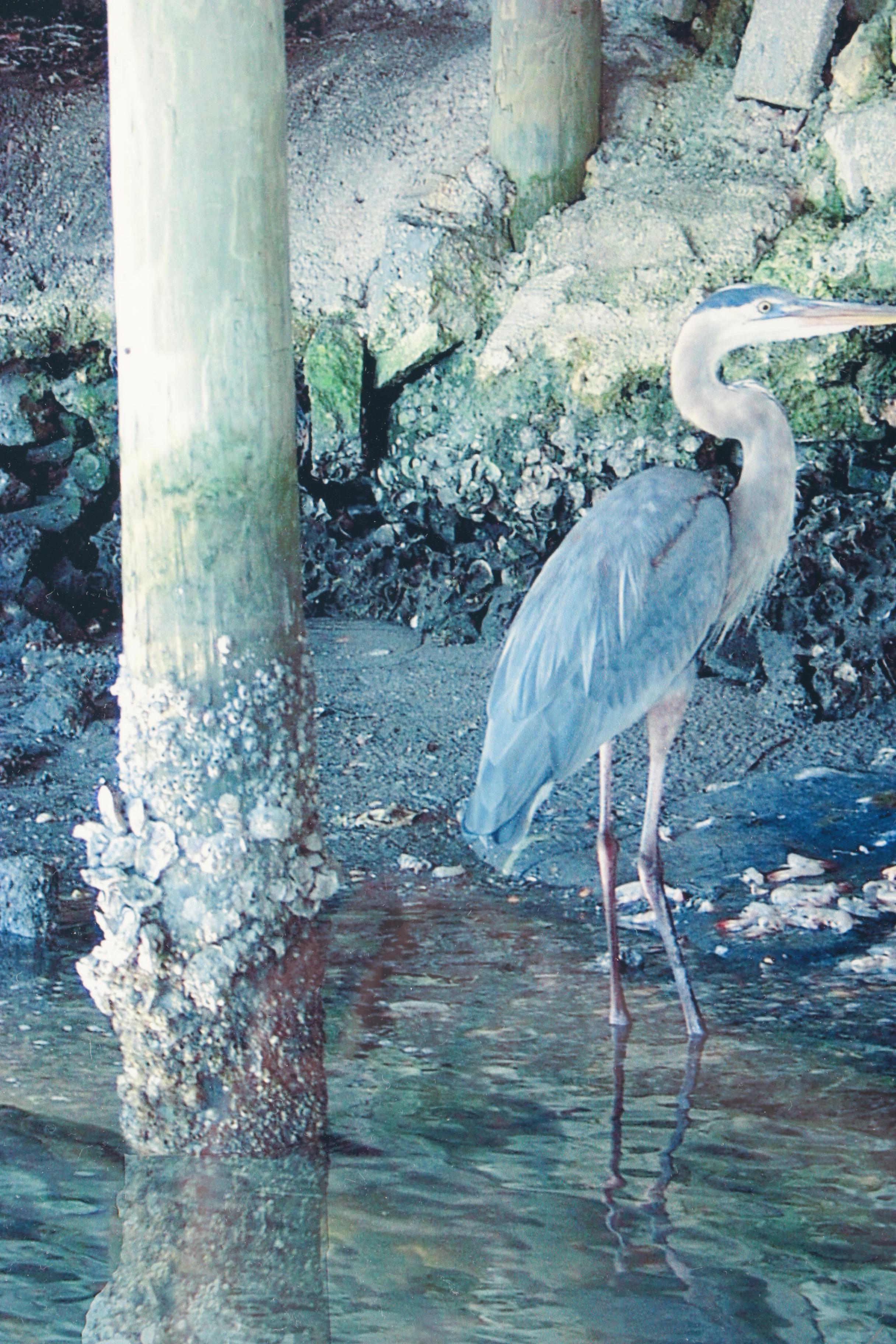 Photographs of Birds