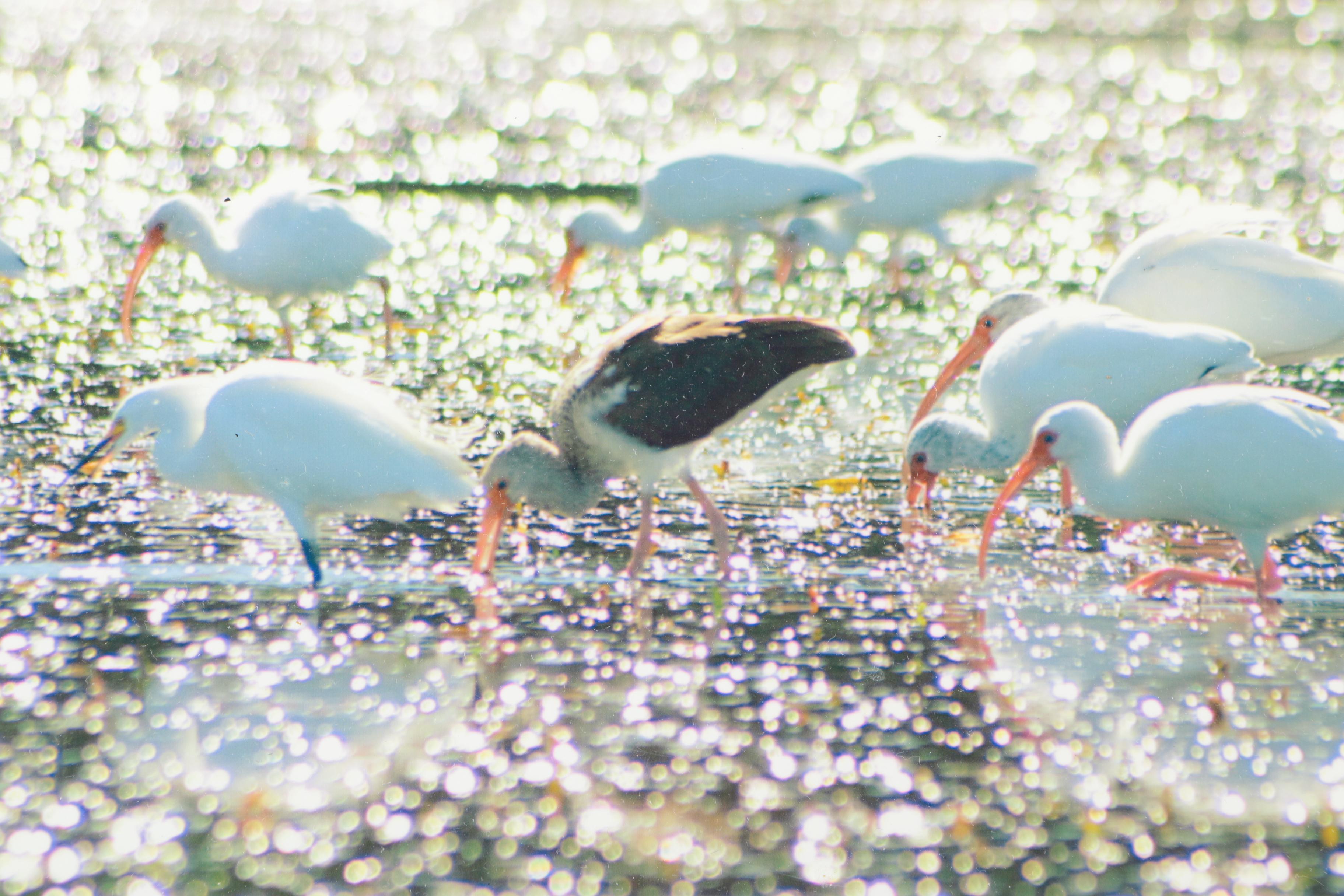 Photographs of Birds