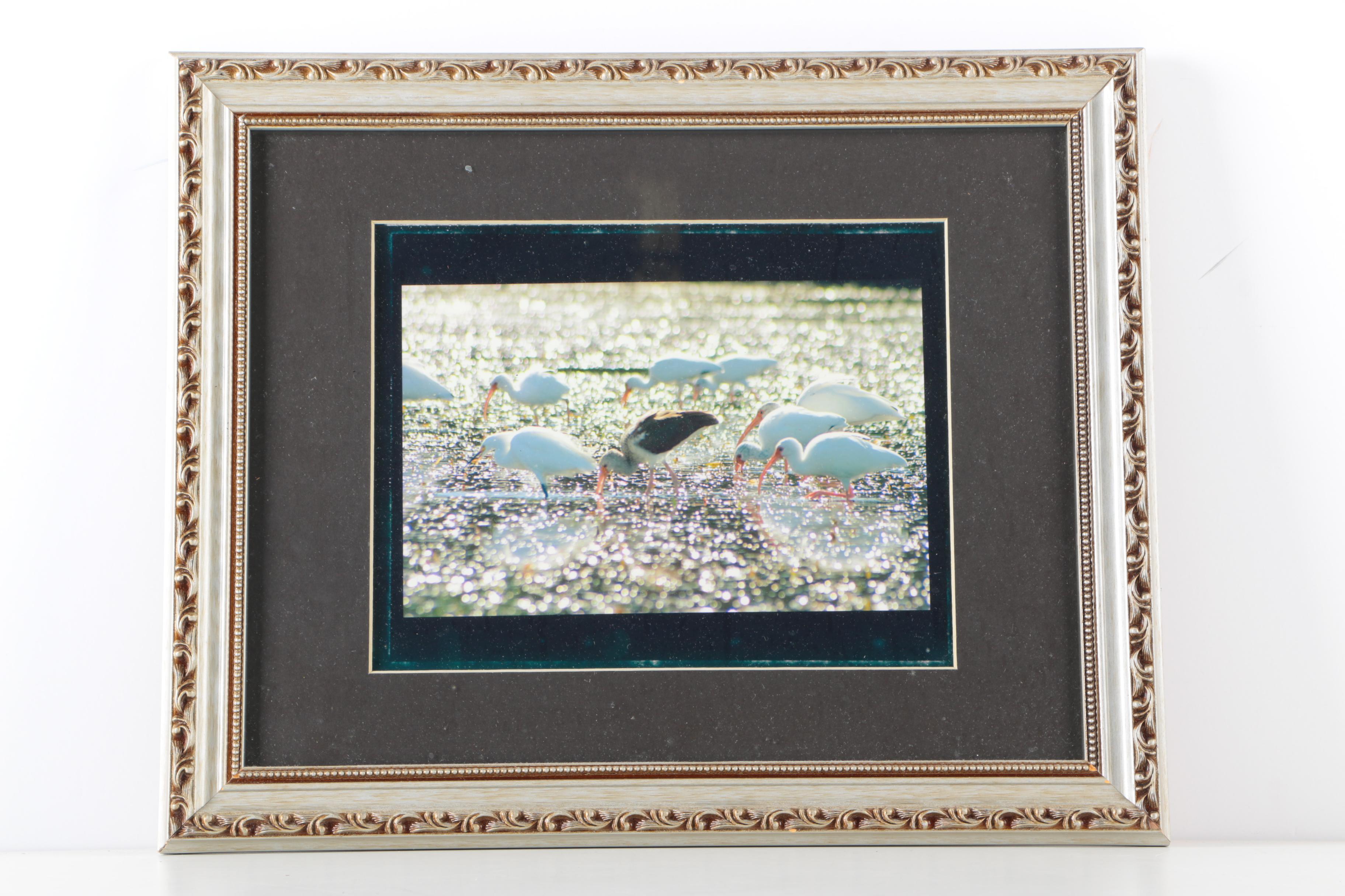 Photographs of Birds