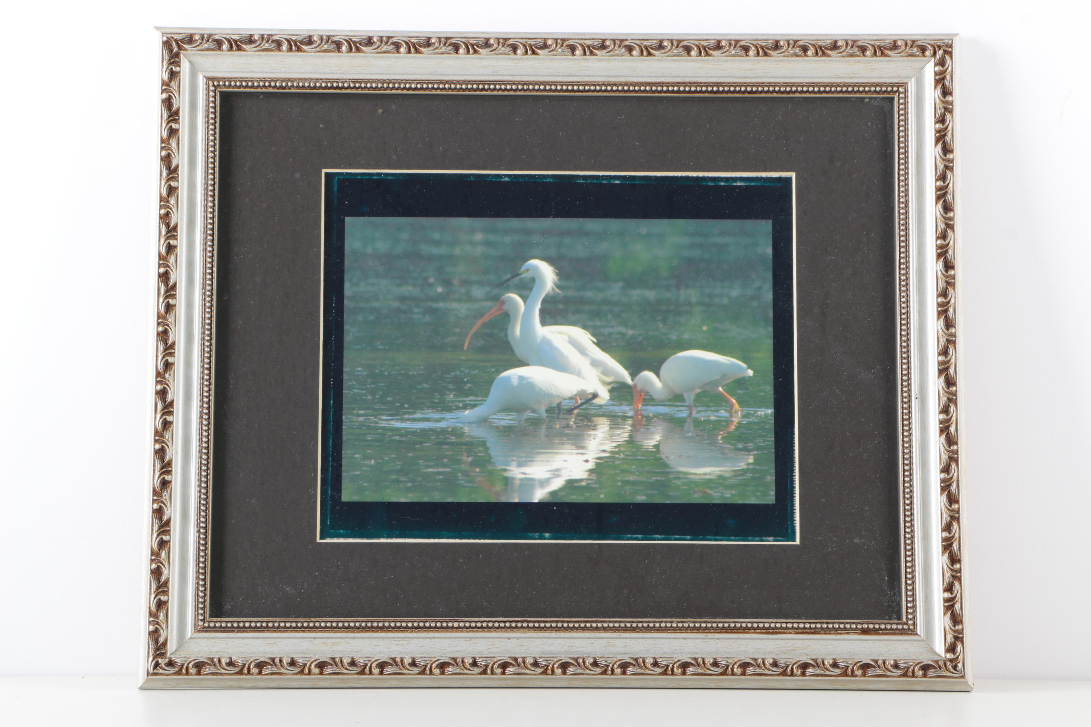 Photographs of Birds