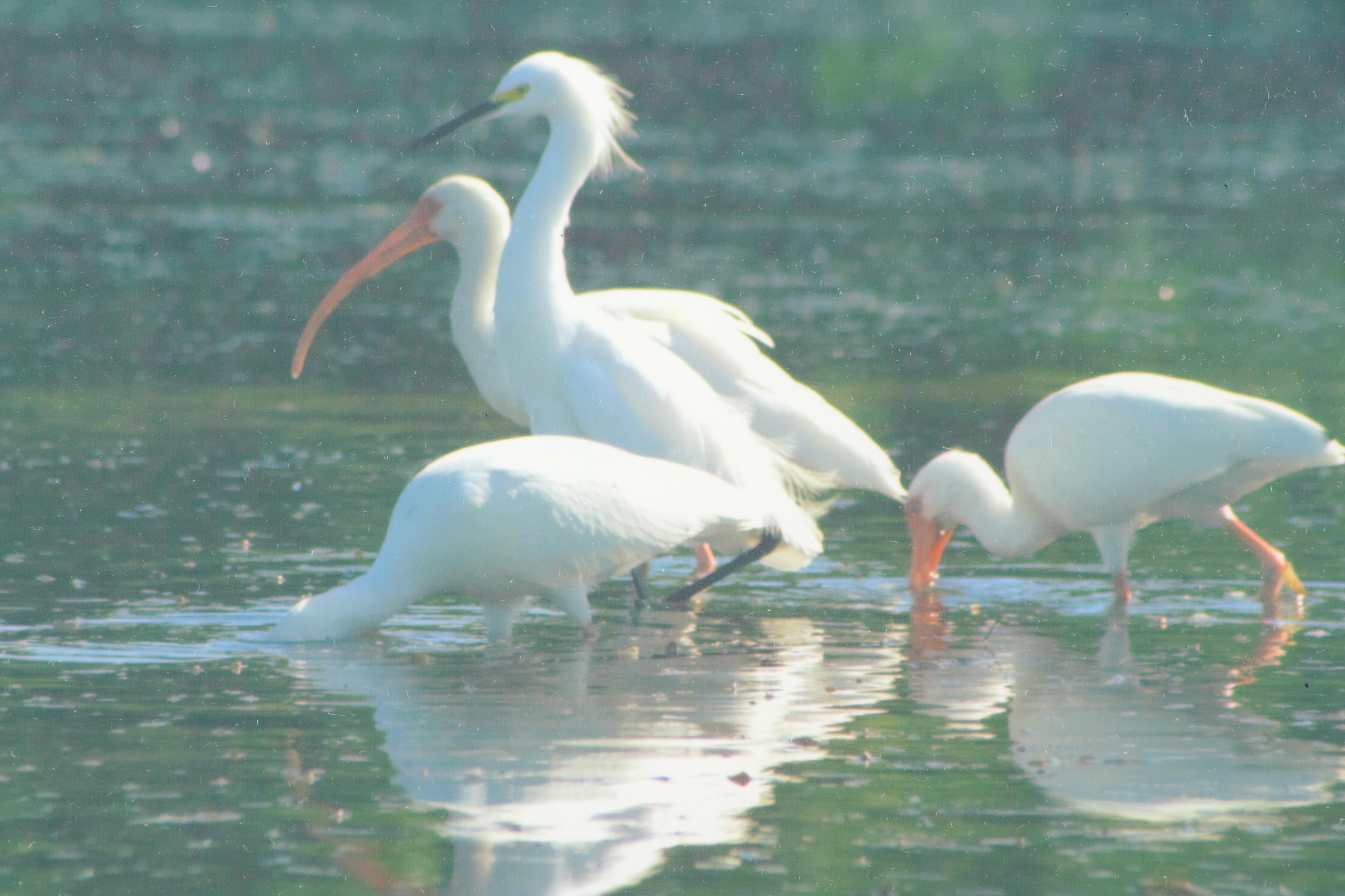 Photographs of Birds