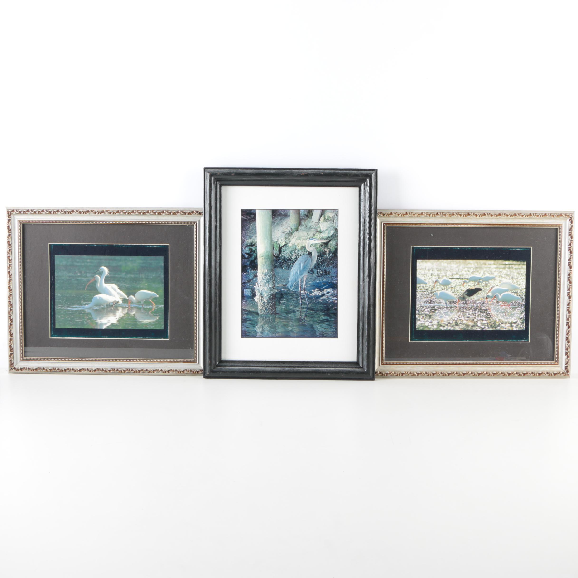 Photographs of Birds