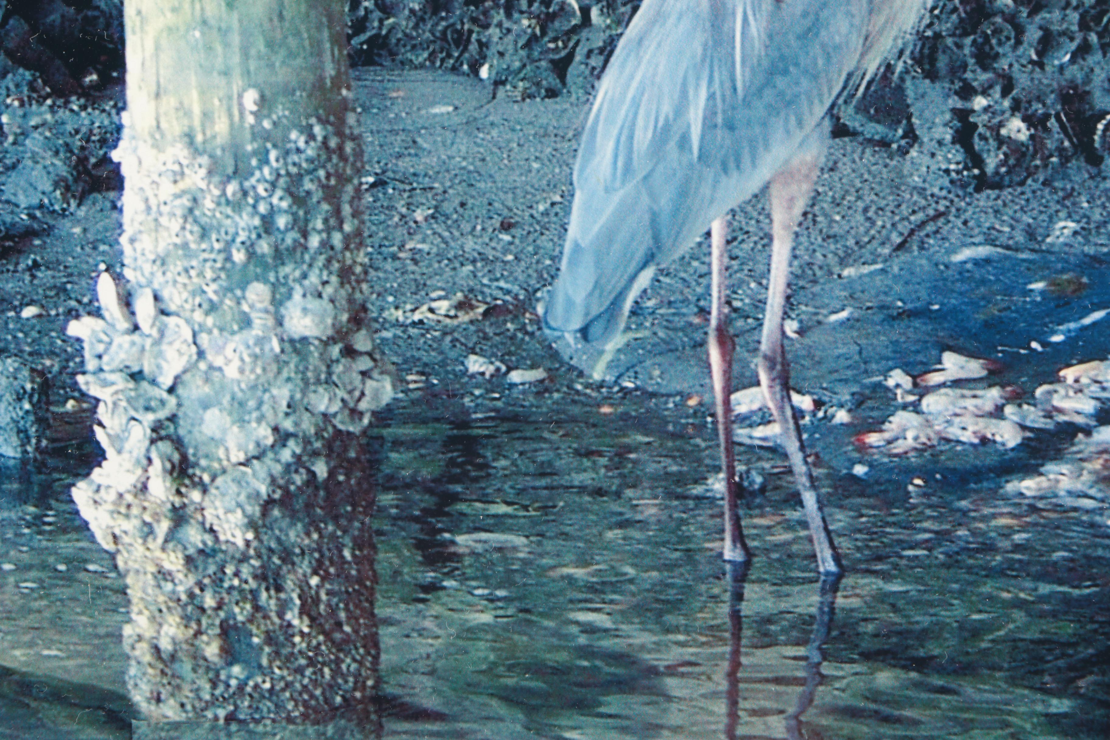 Photographs of Birds