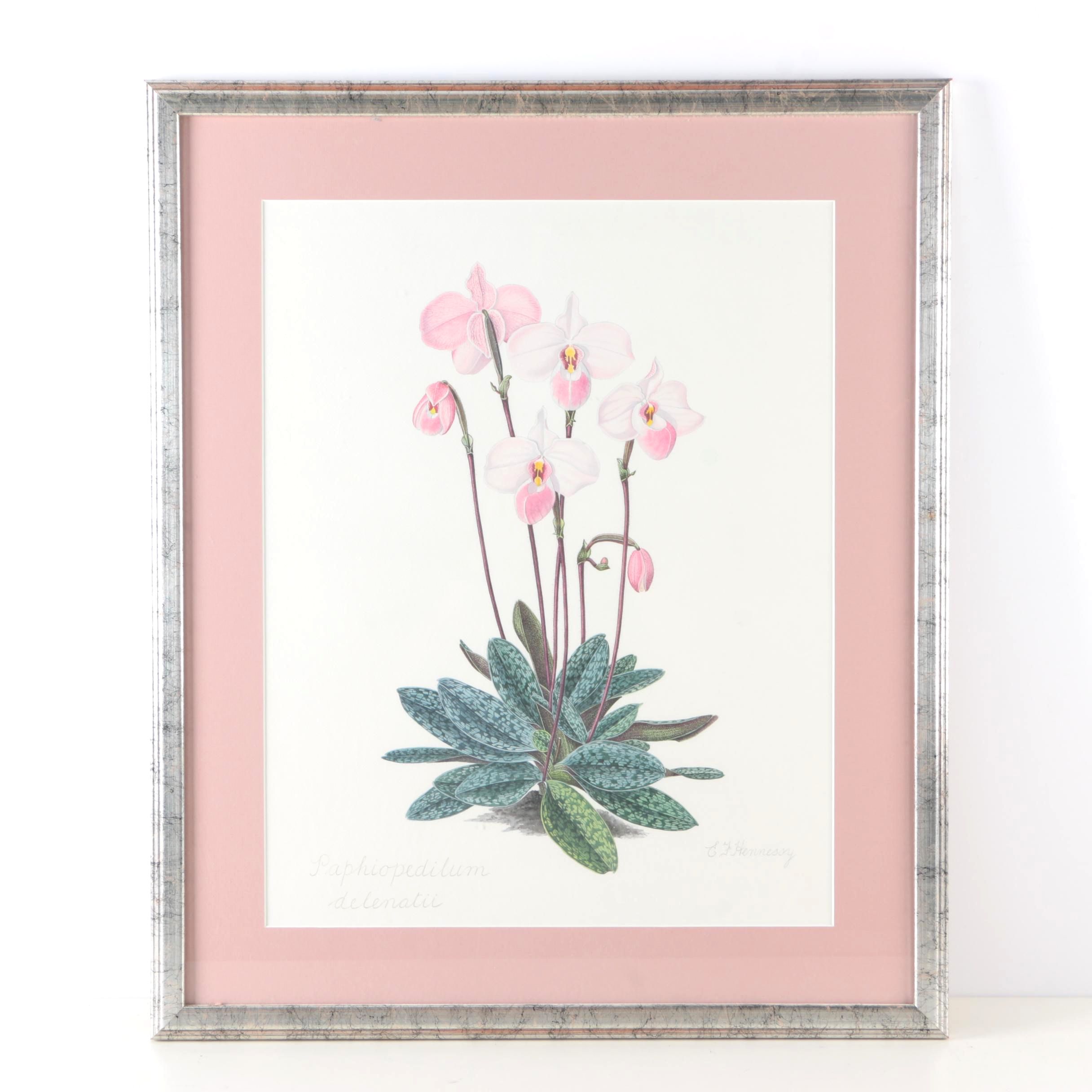 Offset Lithograph After E. F. Hennessy's "Paphiopedilum Delenatii"