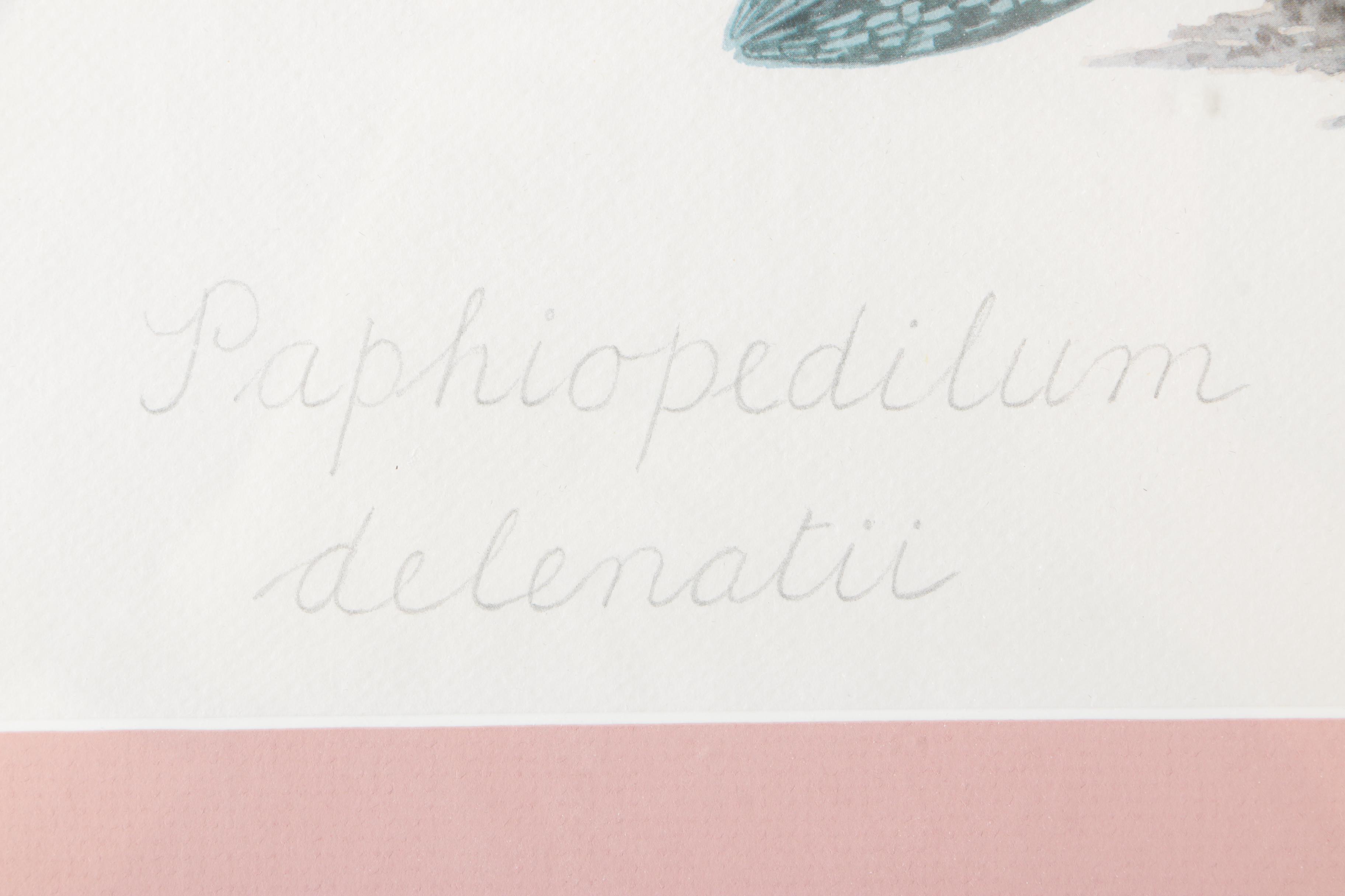 Offset Lithograph After E. F. Hennessy's "Paphiopedilum Delenatii"