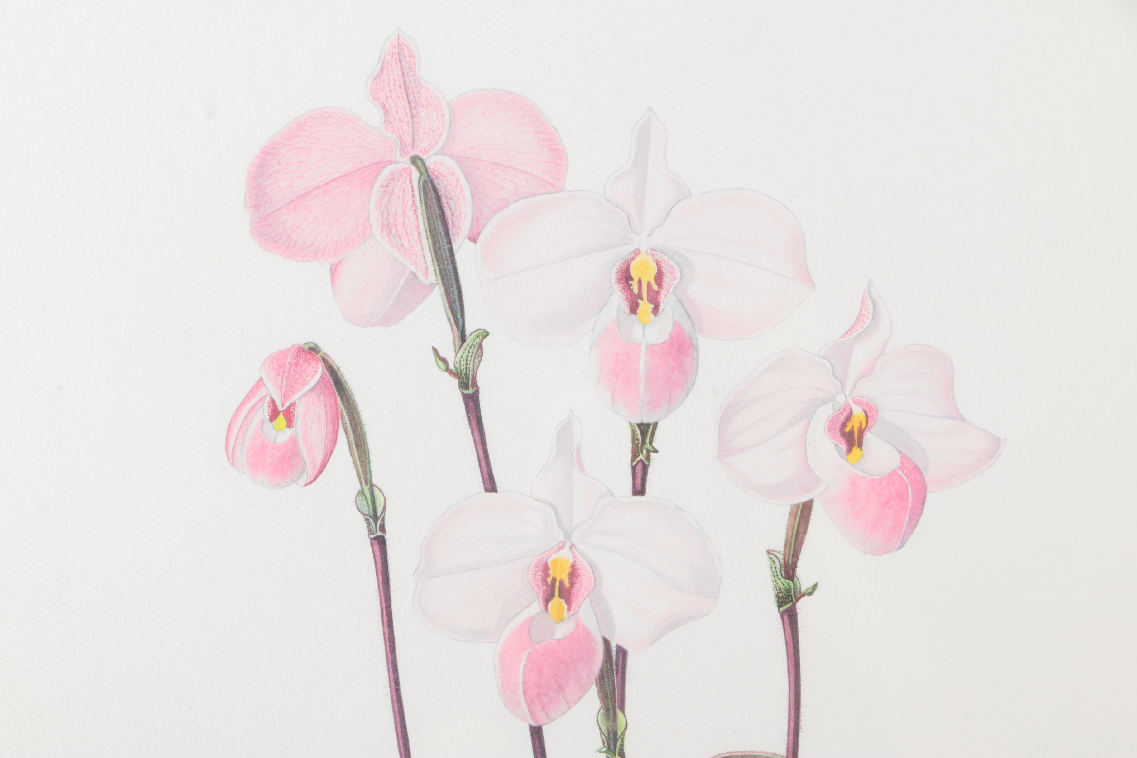 Offset Lithograph After E. F. Hennessy's "Paphiopedilum Delenatii"