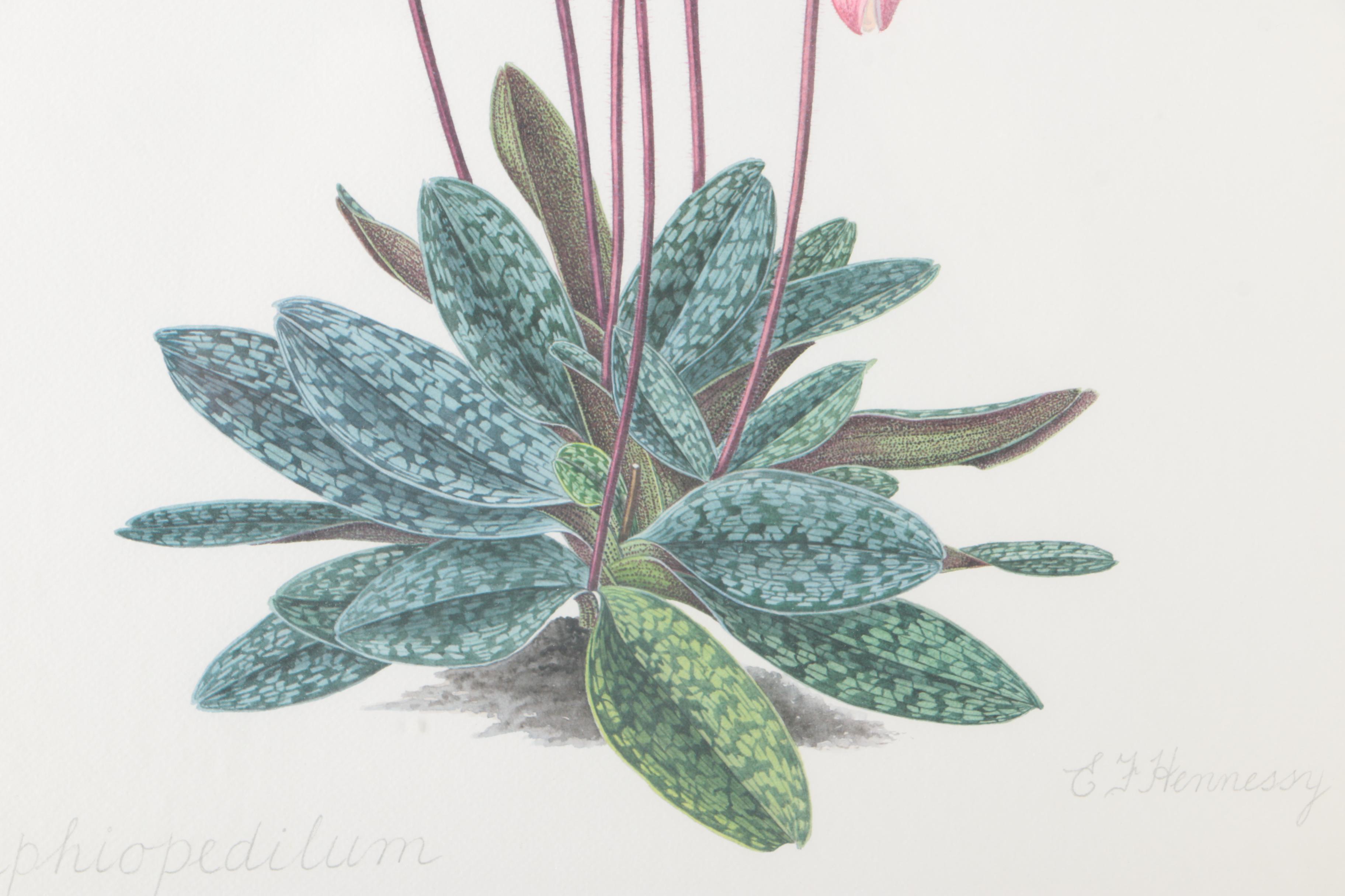 Offset Lithograph After E. F. Hennessy's "Paphiopedilum Delenatii"