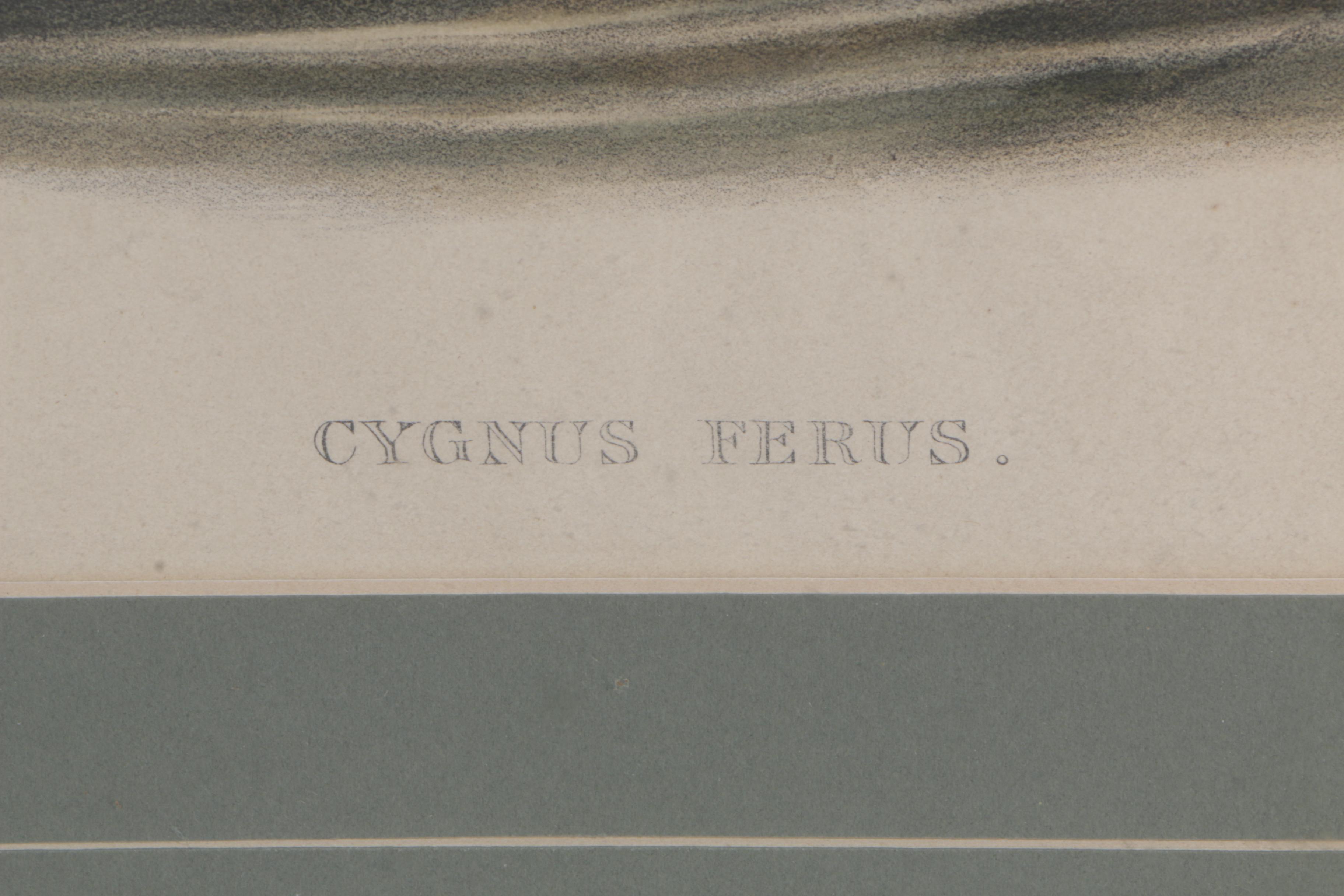 J. Wolf and H.C. Richter Hand Colored Lithograph on Paper