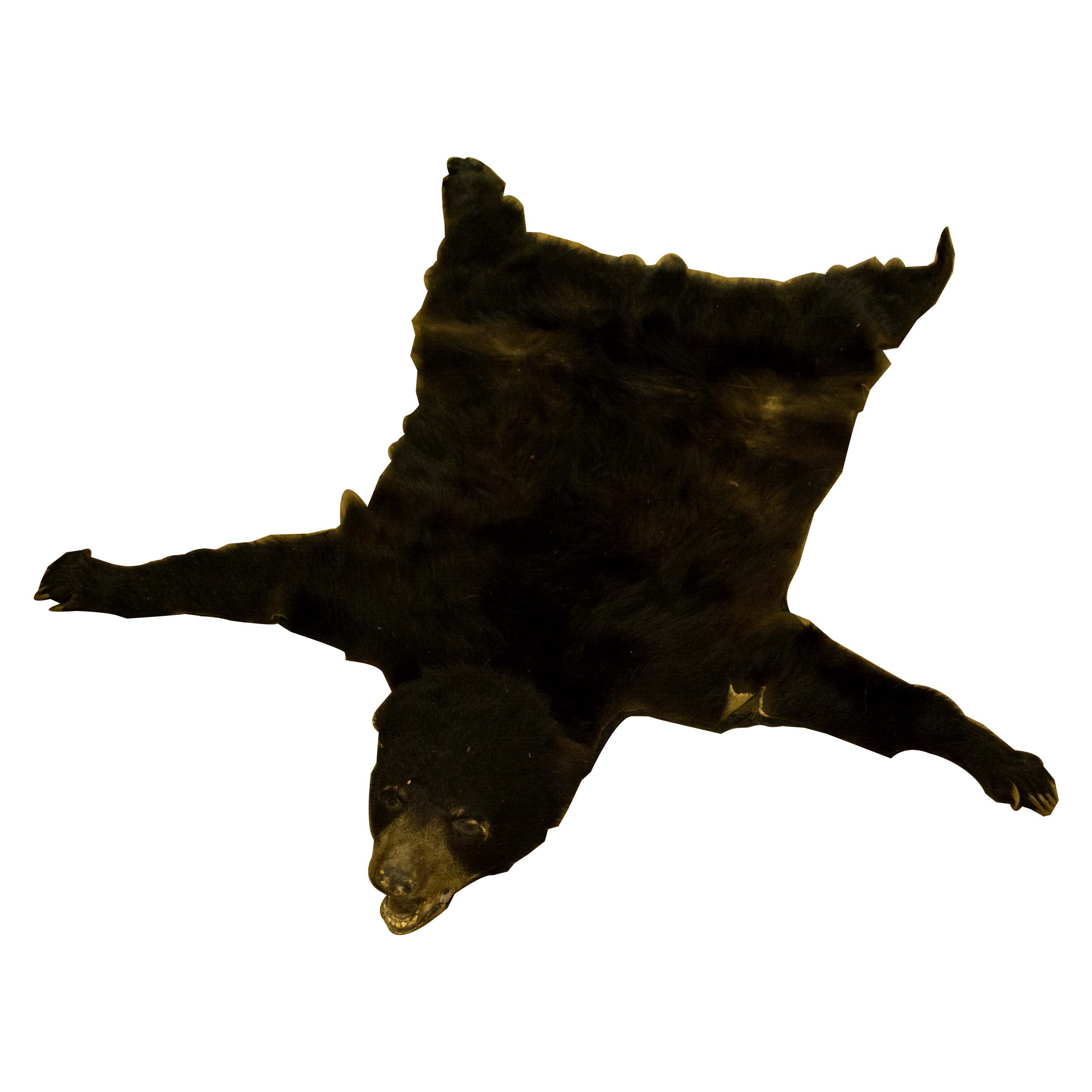 Taxidermy Black Bear Pelt