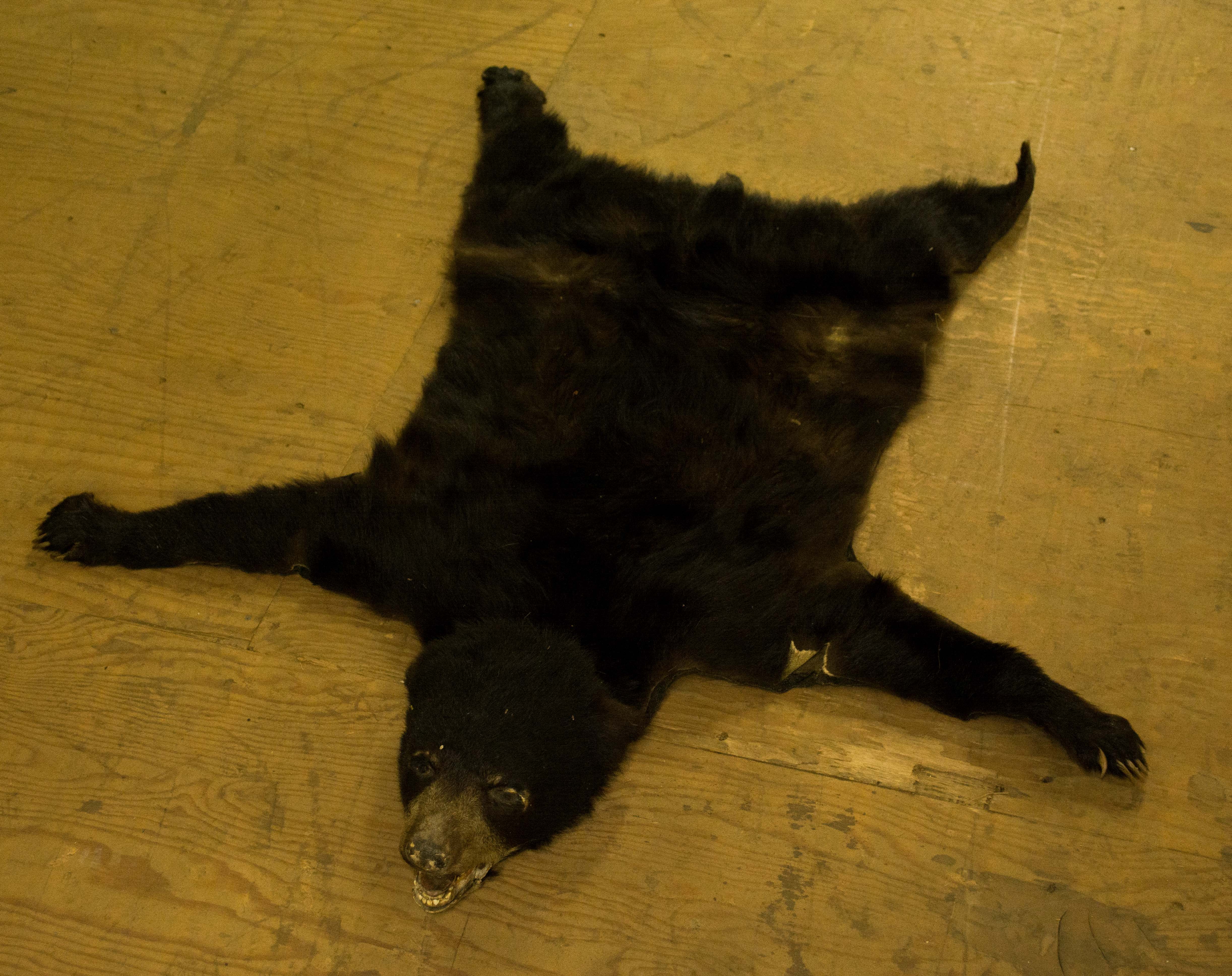 Taxidermy Black Bear Pelt