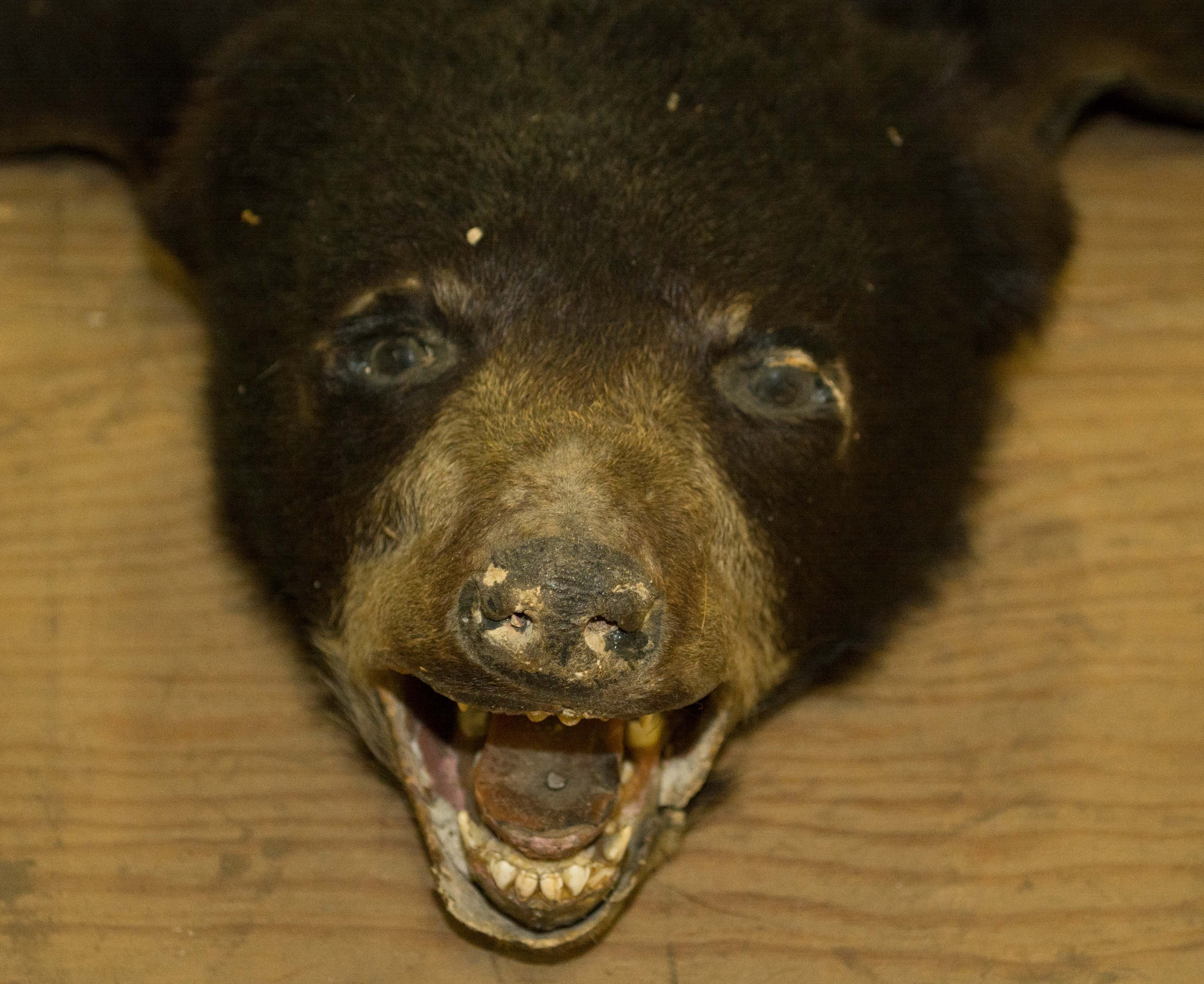 Taxidermy Black Bear Pelt