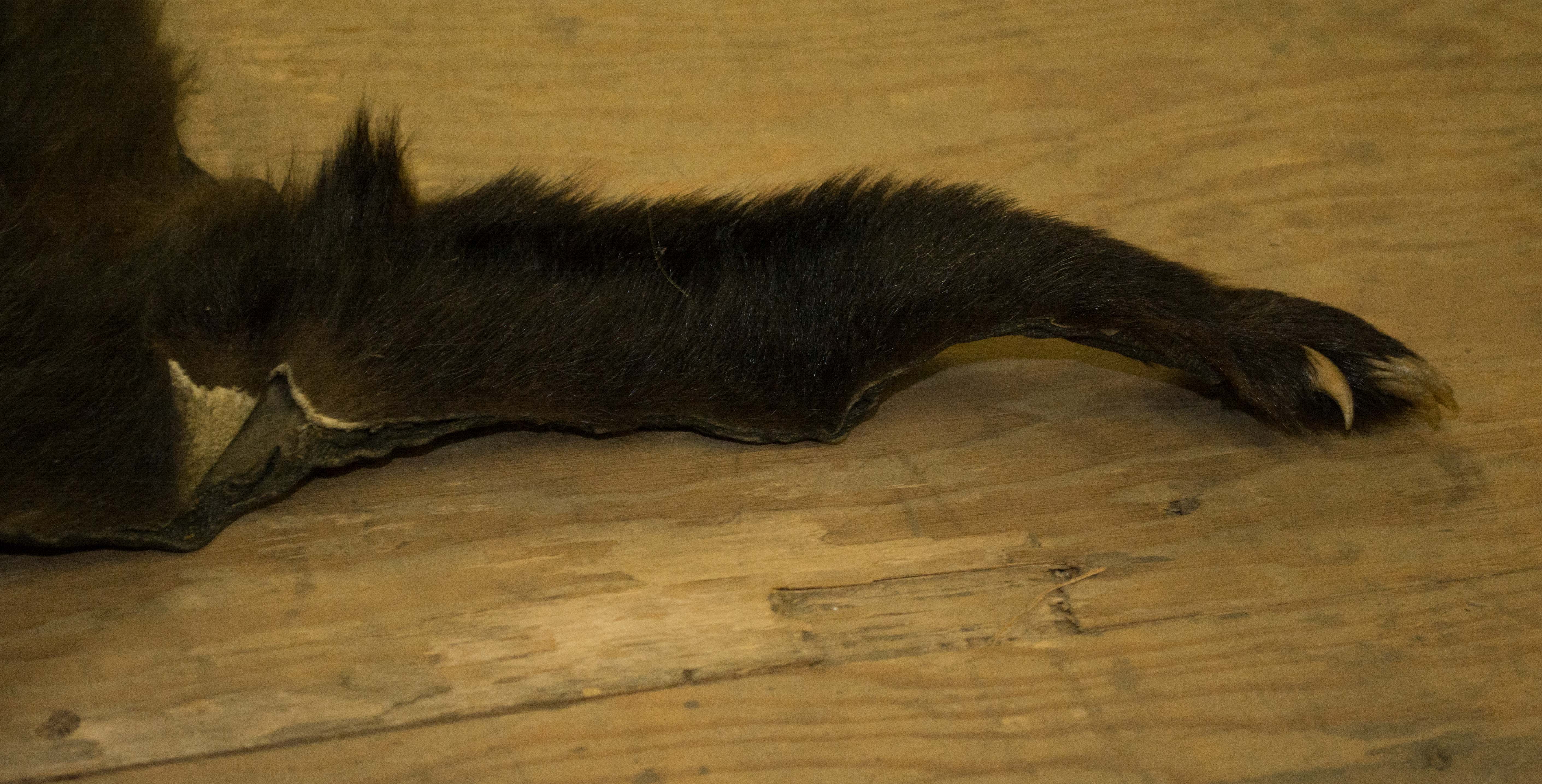 Taxidermy Black Bear Pelt