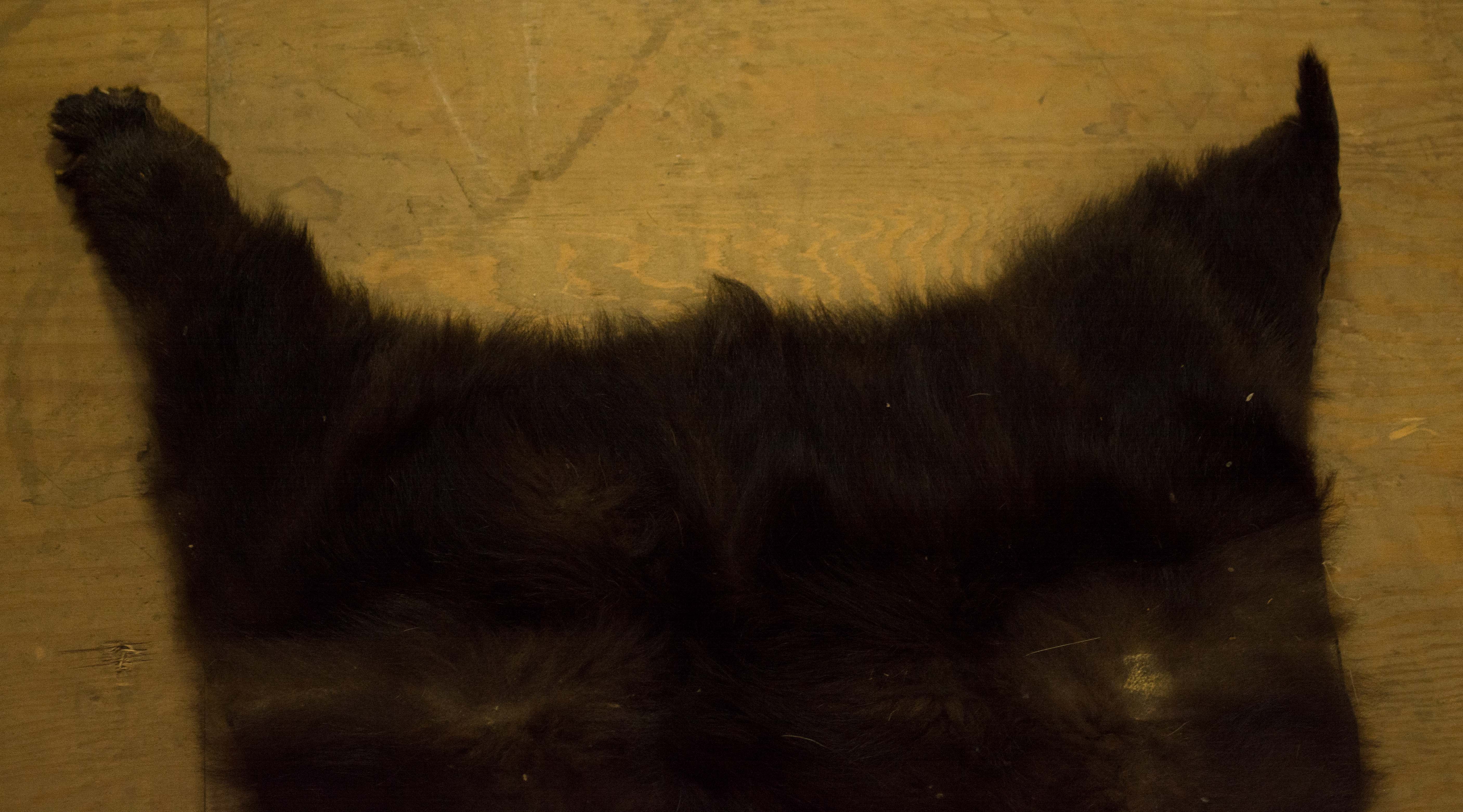 Taxidermy Black Bear Pelt