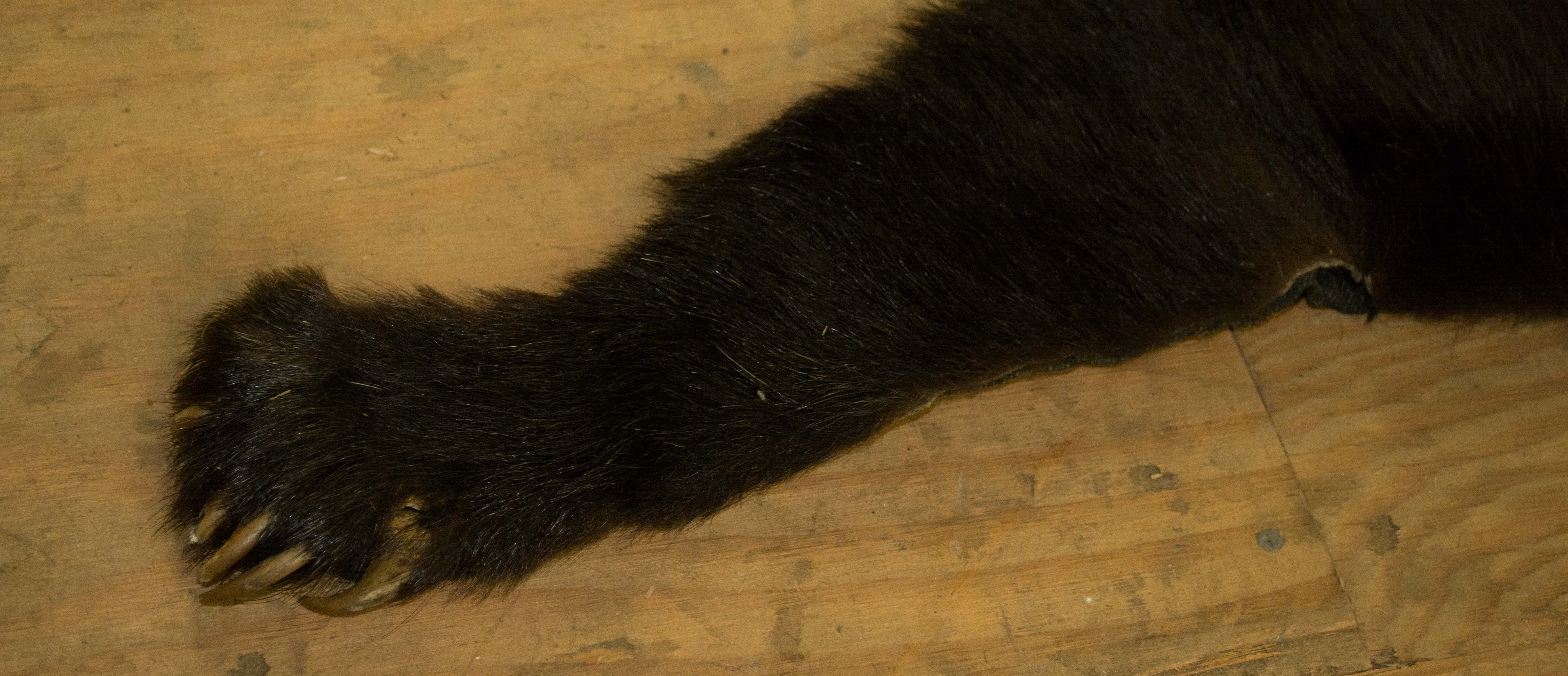 Taxidermy Black Bear Pelt