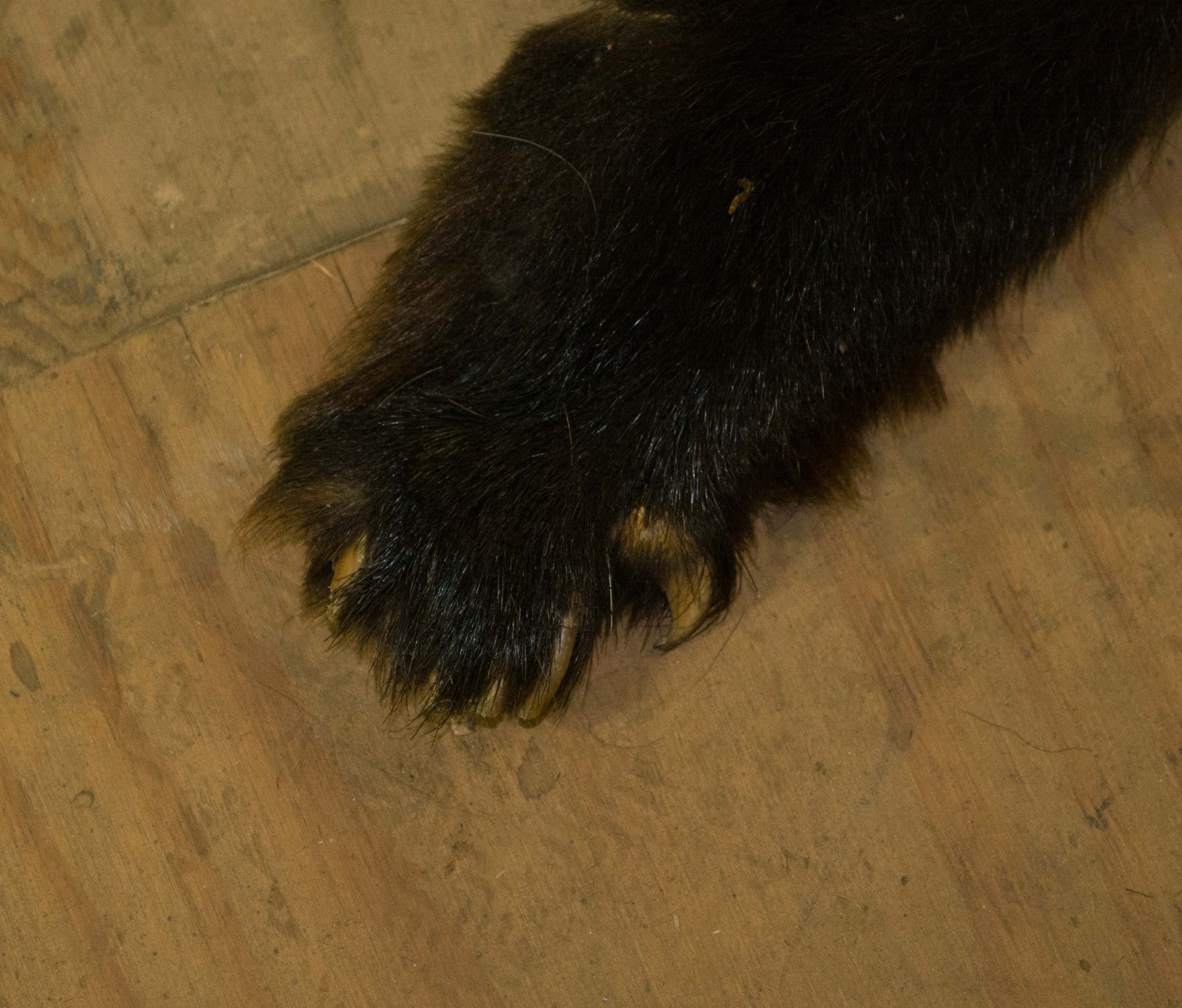 Taxidermy Black Bear Pelt