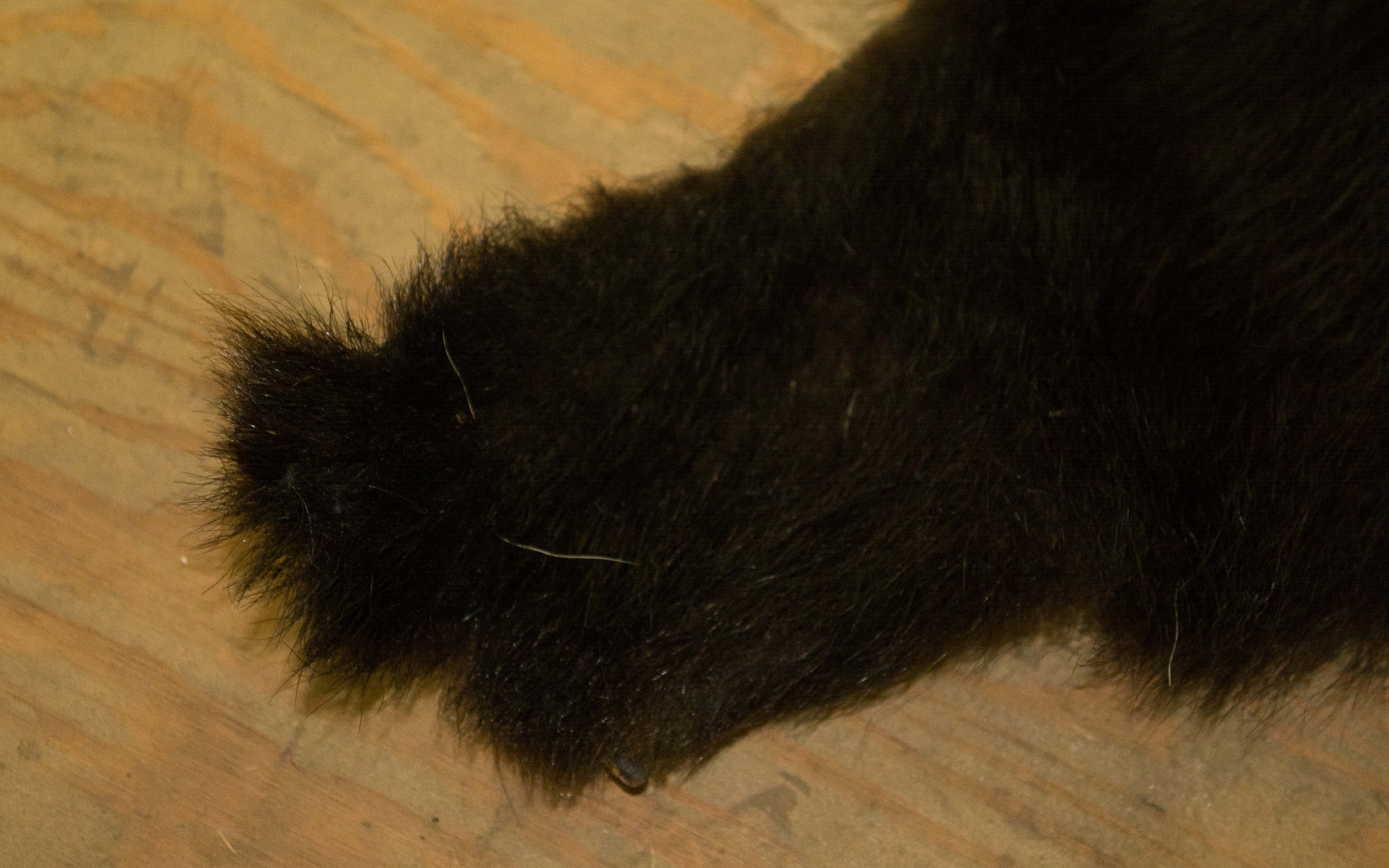 Taxidermy Black Bear Pelt