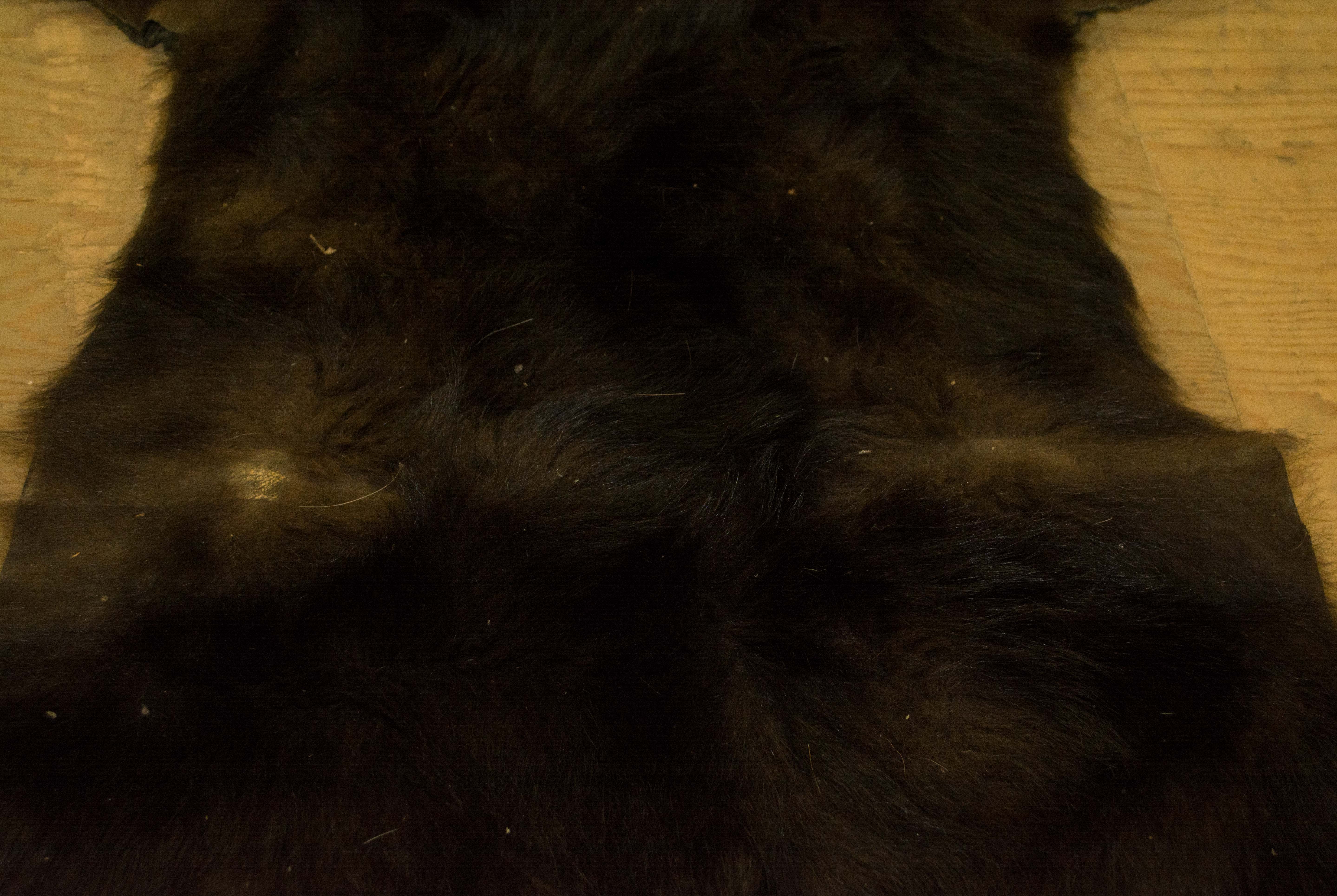 Taxidermy Black Bear Pelt