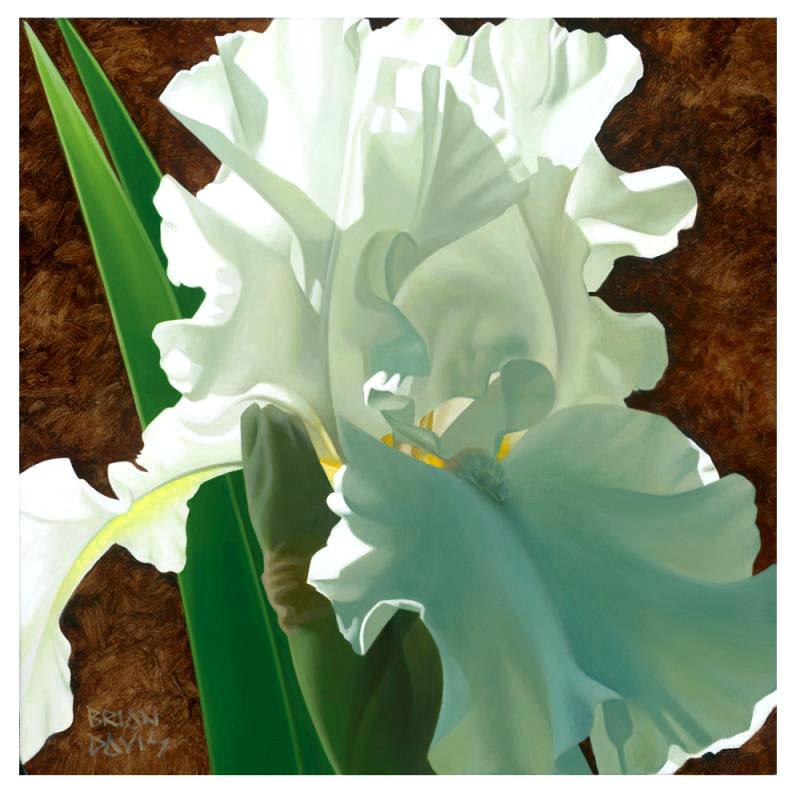 Brian Davis Limited Edition Giclee "Solitary White Iris"