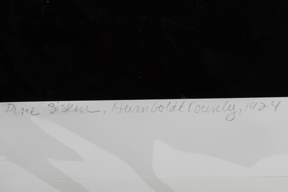 Sharon Beals Limited Edition Color Photograph "Pine Siskin"