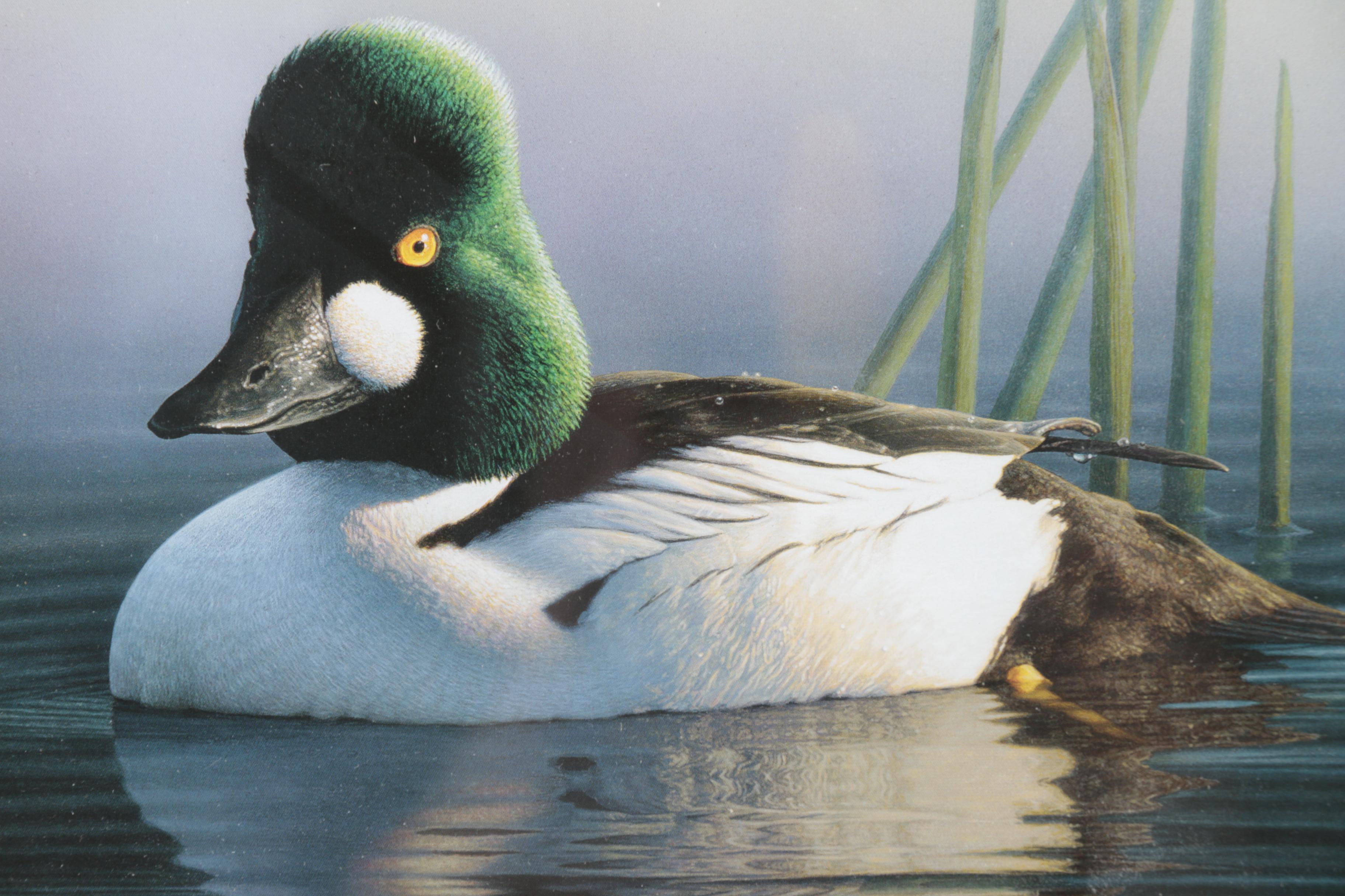 Limited Edition Offset Lithograph Prints of Federal Duck Stamp Prints